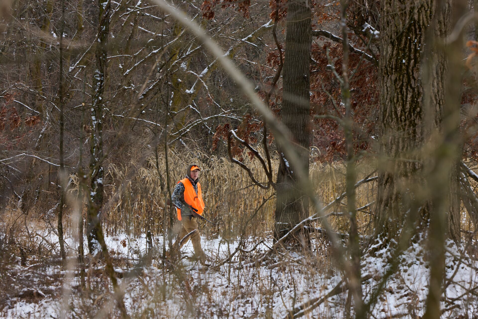 Hunter in the woods while wearing blaze orange, rabbit hunting season concept. 