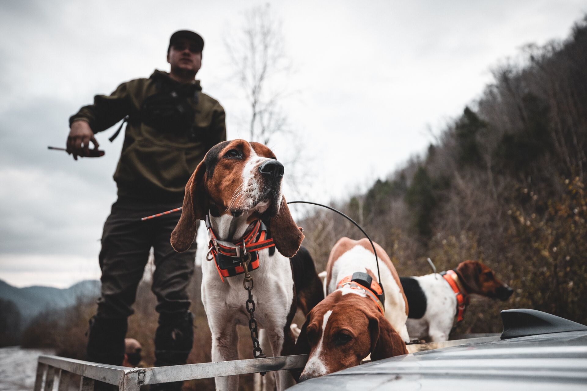 Hunter with hunting dogs for rabbit hunt. 