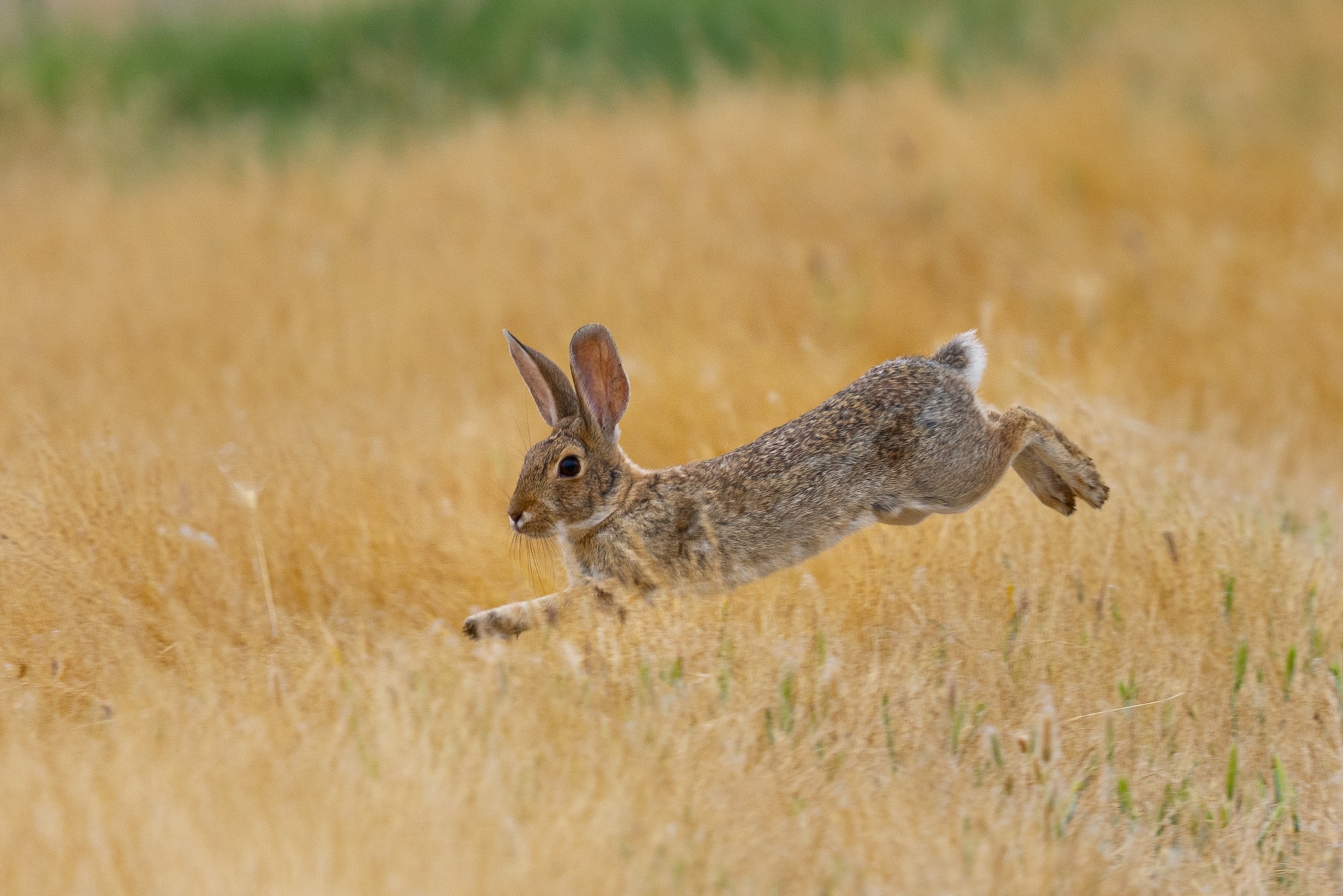Rabbit runs through the brush, Tennessee hunting season concept. 