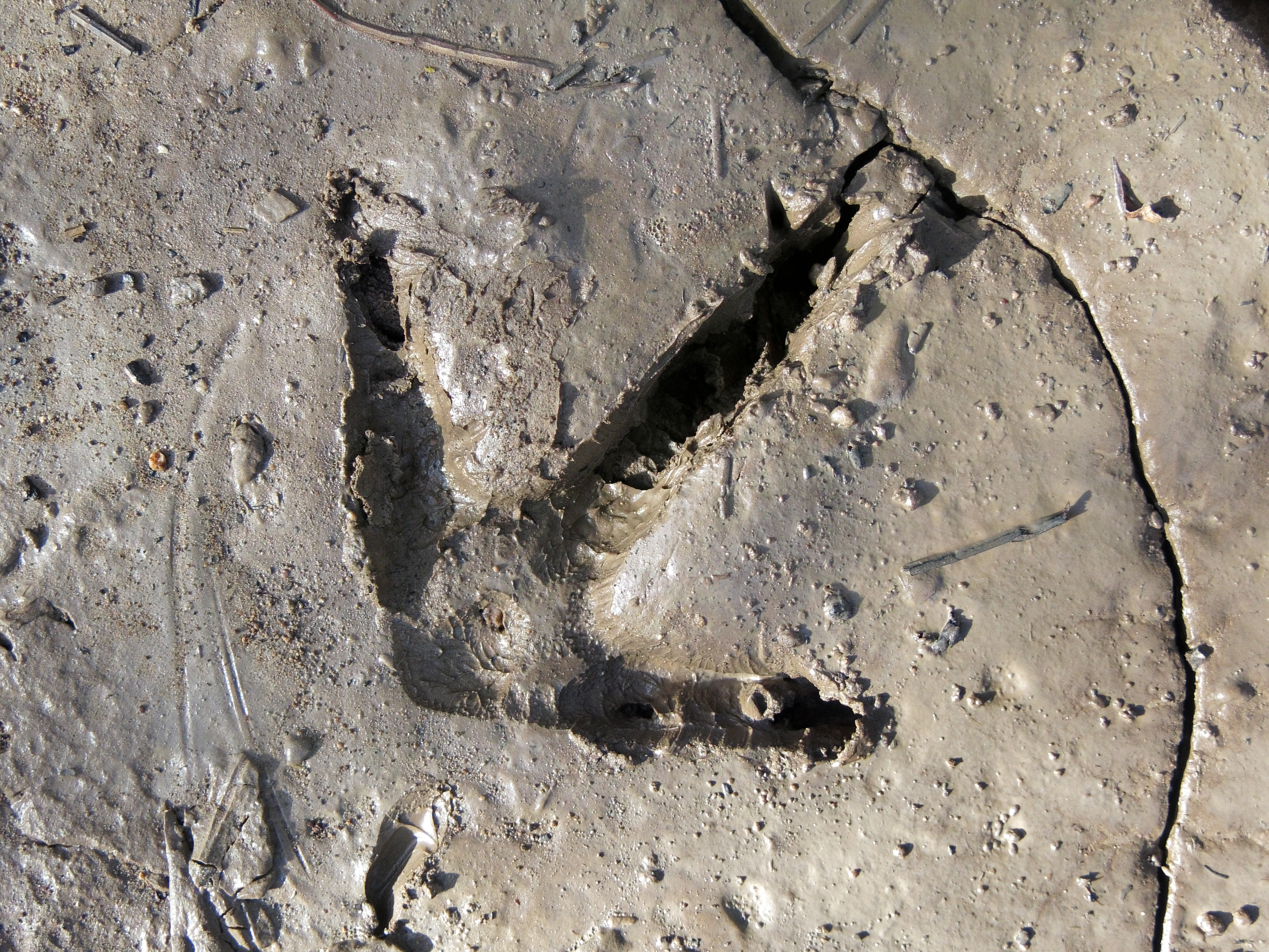 Close-up of a turkey track in the mud, spring turkey hunting tips. 