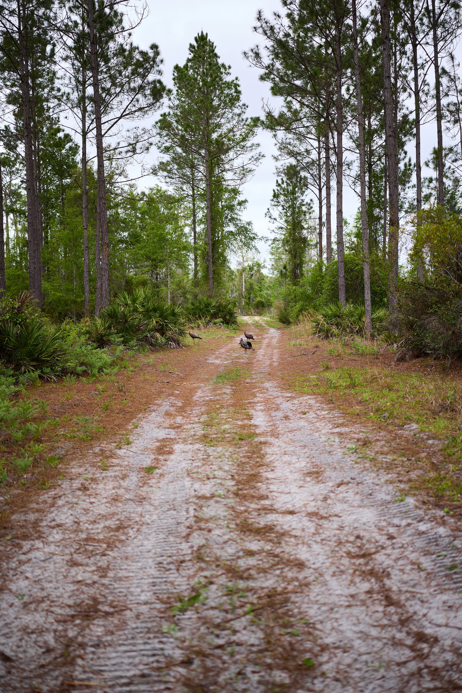 Turkeys on a dirt road in the woods, spring turkey hunting tips concept. 