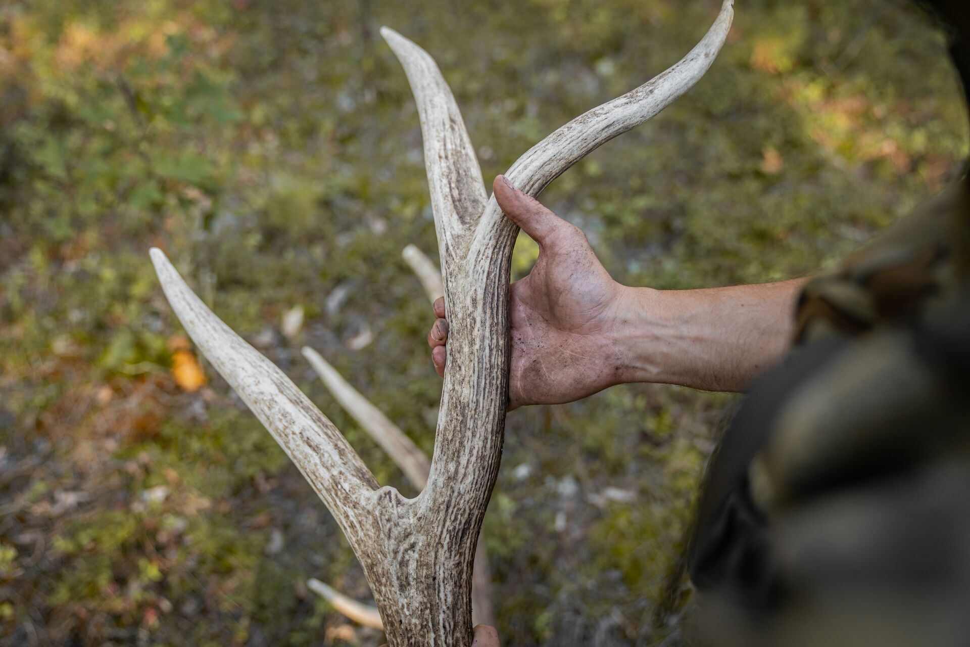 Close-up of holding shed antlers, do you need a shed hunting license concept. 