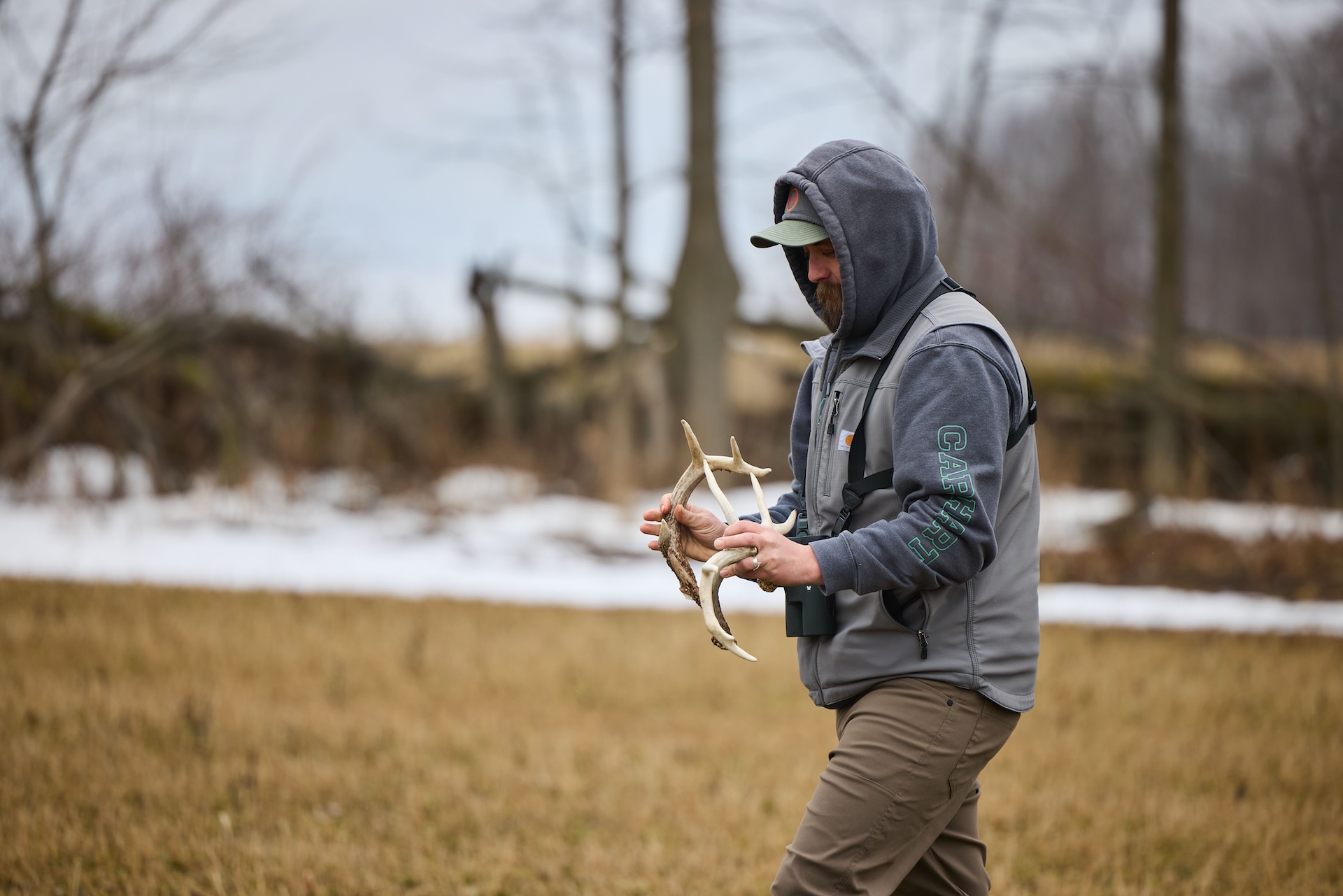 Hunter walks in field carrying shed antlers, know shed hunting regulations concept. 