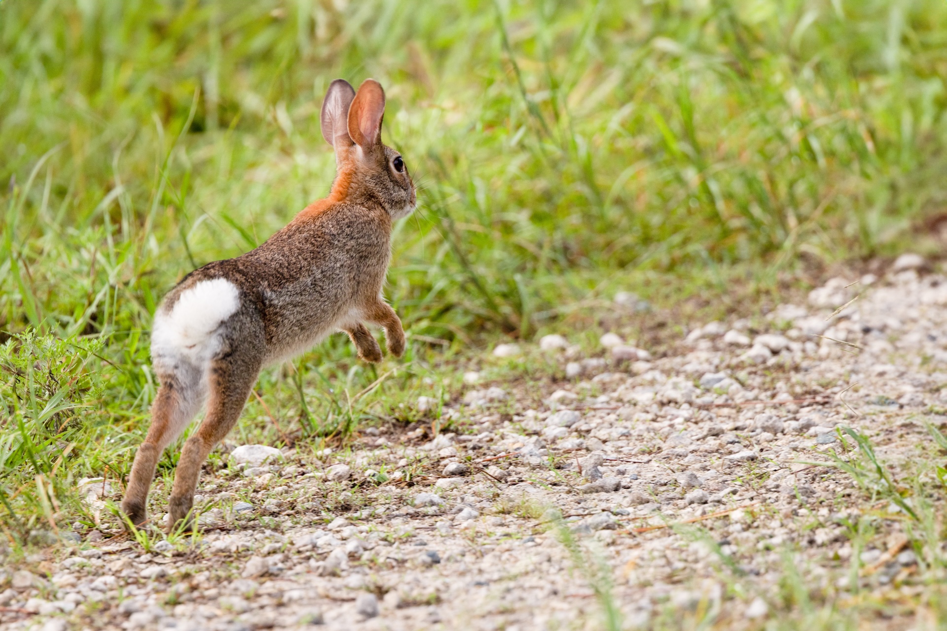 Rabbit hopping along a gravel path, jackrabbit hunting Arizona concept. 
