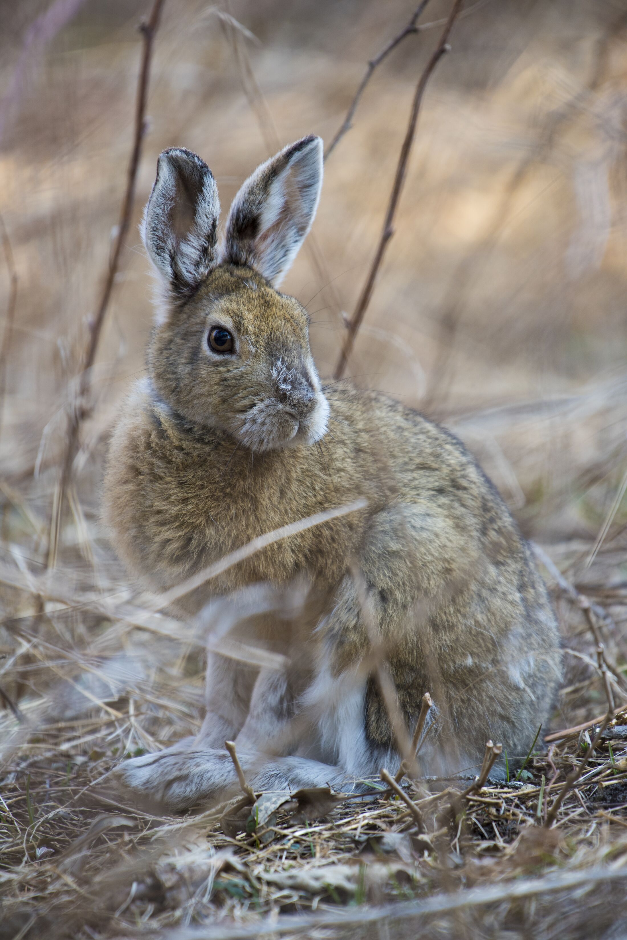 Rabbit sits still in the brush, rabbit hunting AZ concept. 