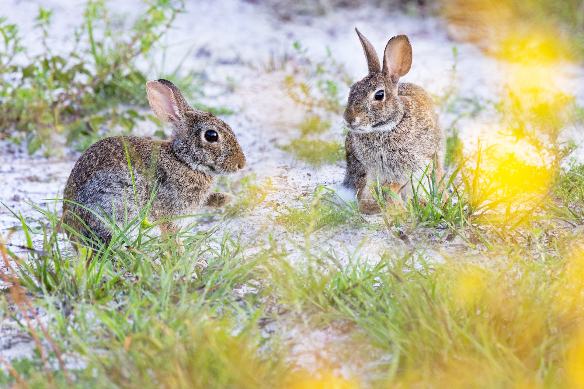 Two rabbits sit on the ground, rabbit hunting Arizona concept. 