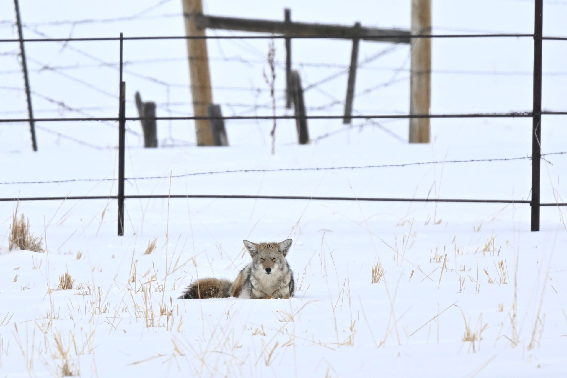 Coyote laying low in the snow.