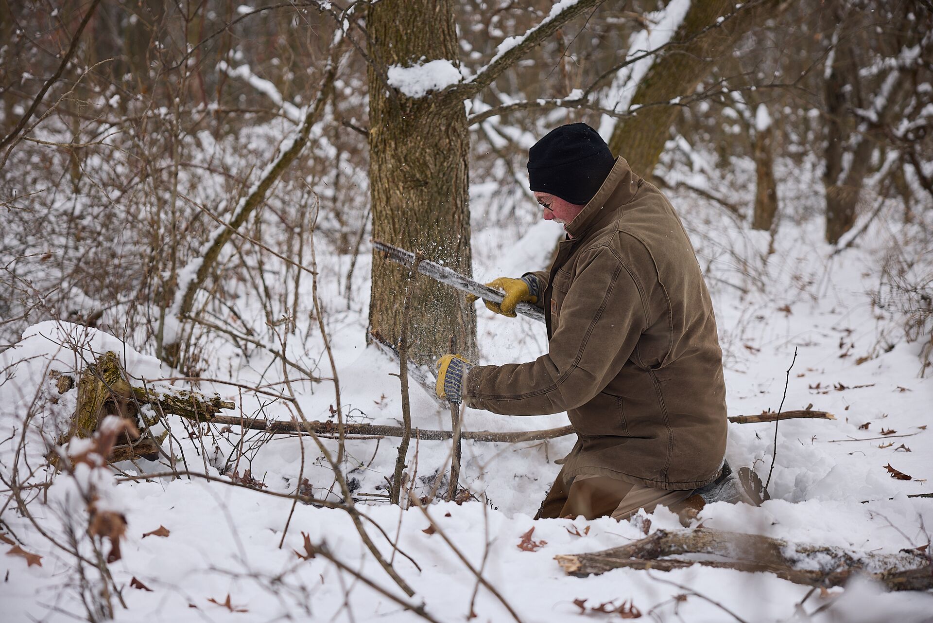 Man sets animal trap, coyote trapping methods concept.