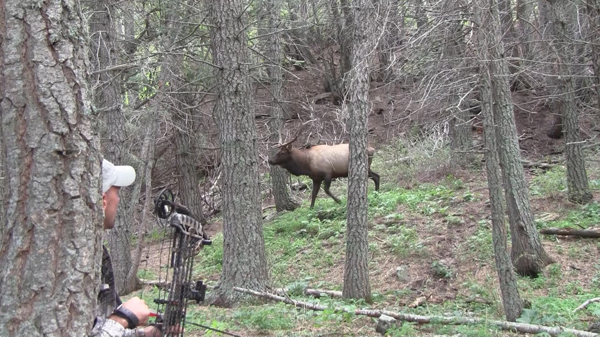 A hunter watches an elk in the woods while elk hunting. 