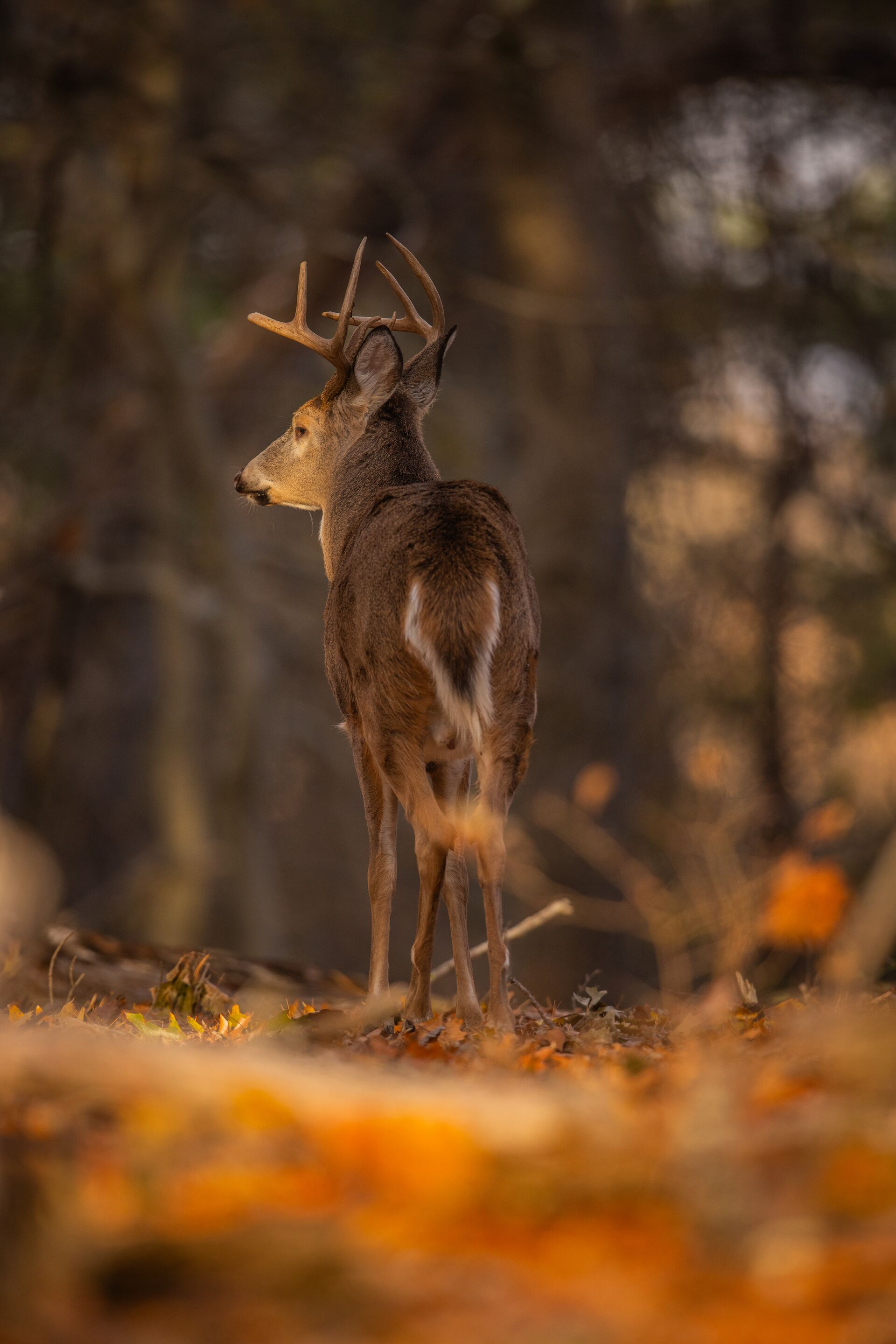 Back view of a buck deer in the trees, what is the Texas hunting license cost concept.