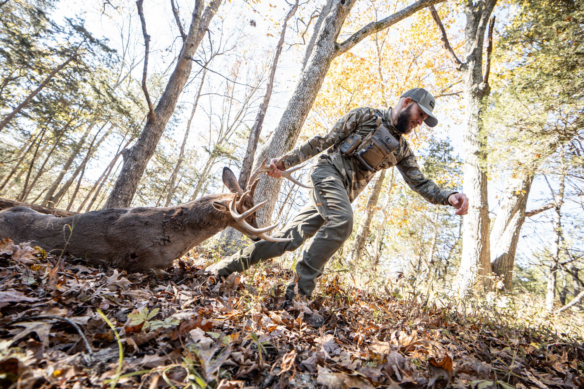 Hunter pulls buck deer across the ground after hunt, what is the Texas hunting license cost concept. 