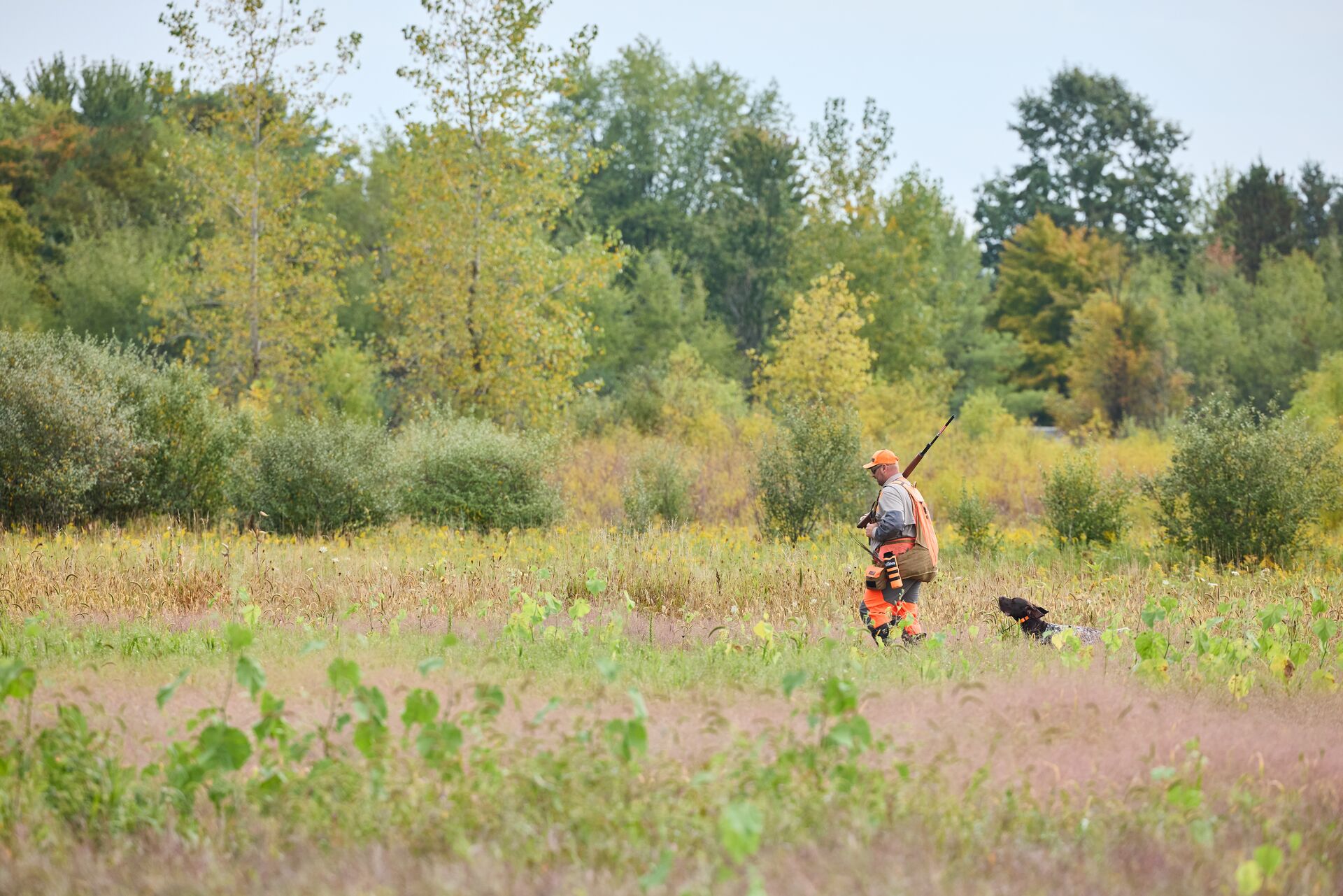 Hunter in blaze orange with dog and shotgun in field. 