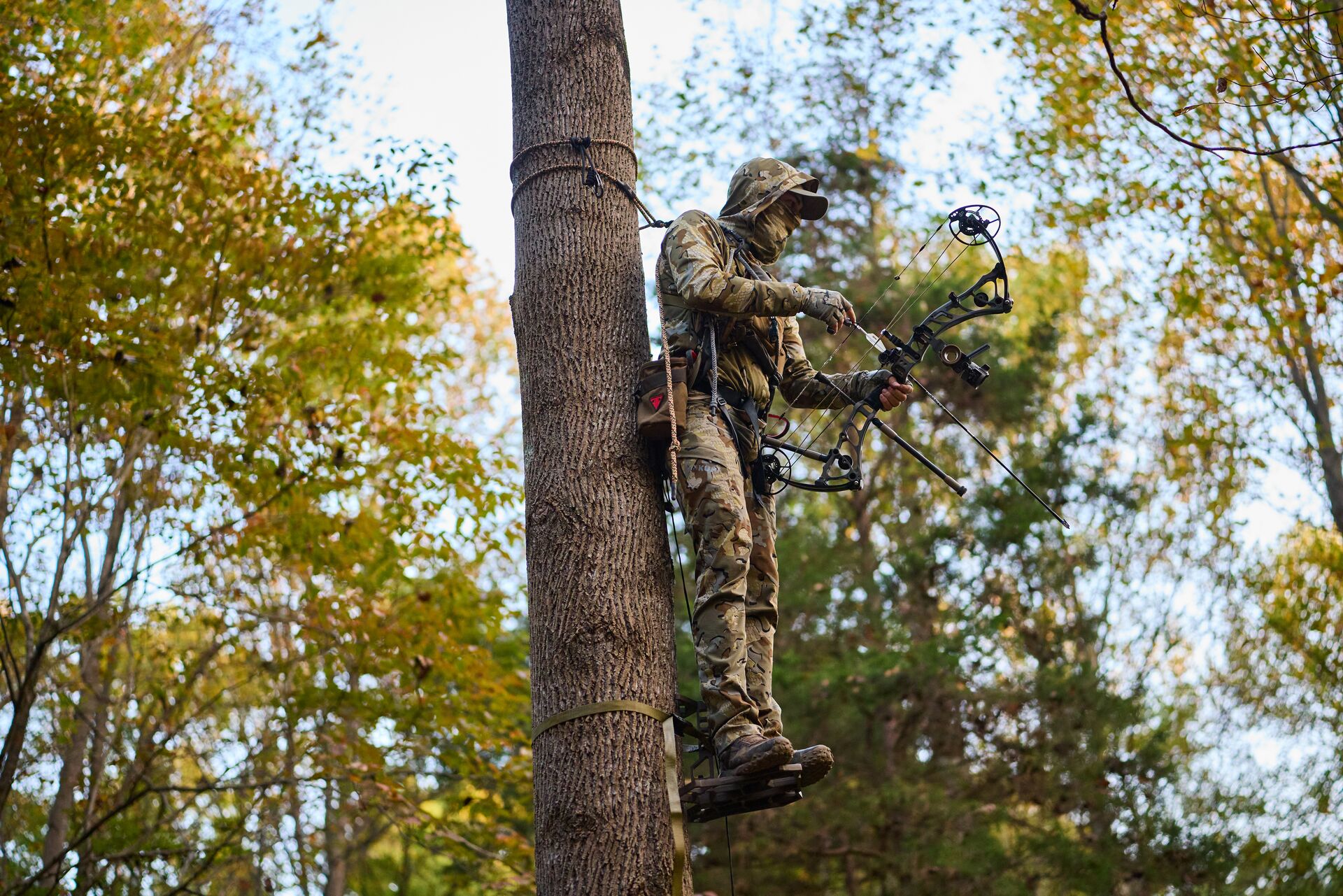 Hunter in tree saddle for hunt, Texas hunting license requirements concept. 