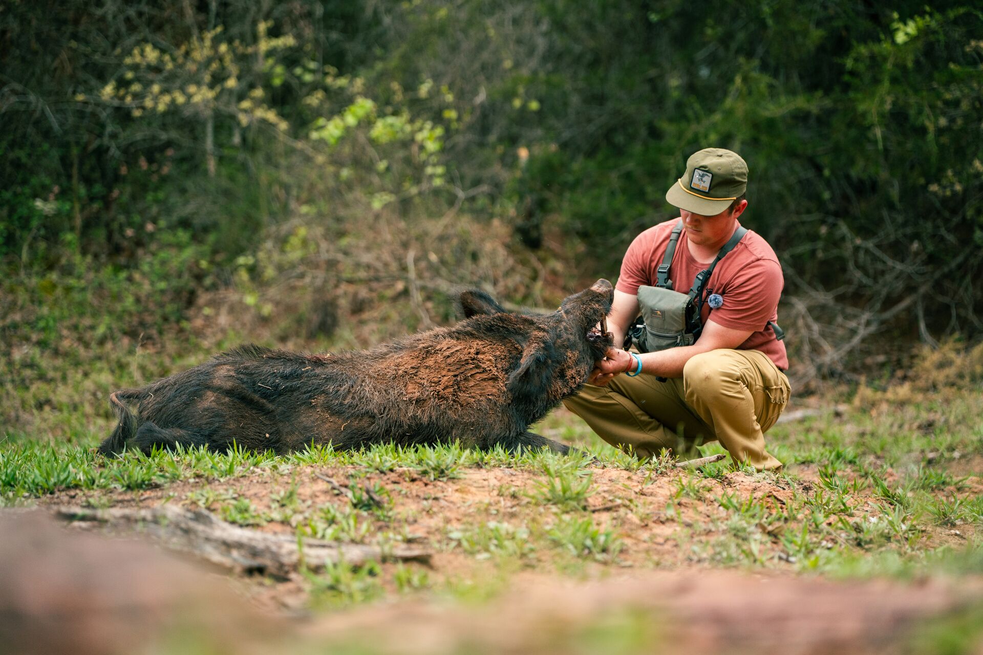 Hunter with wild hog on the ground after hunt, Texas hunting license requirements concept. 