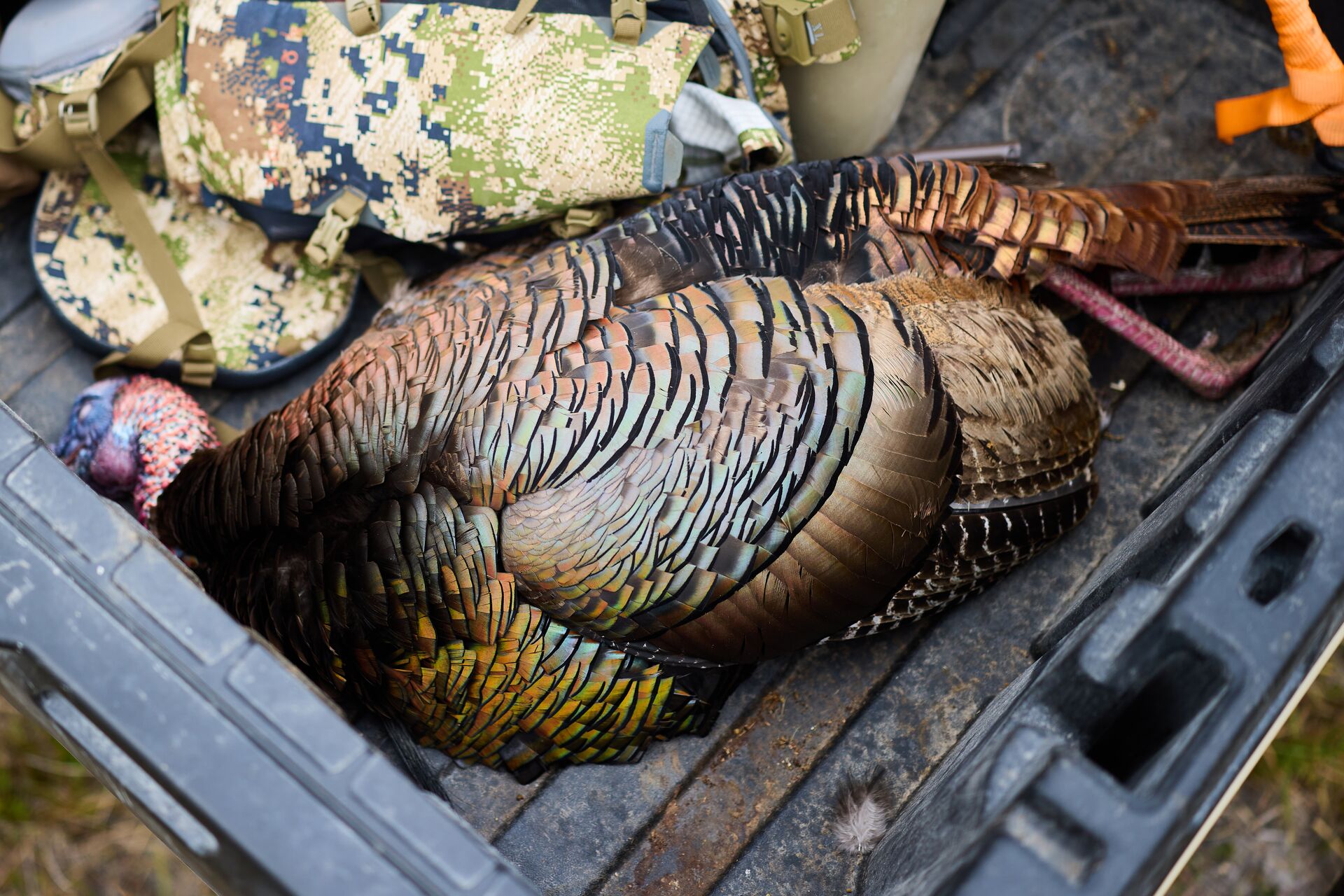 Wild turkey in back of truck after hunt, Texas hunting license concept. 