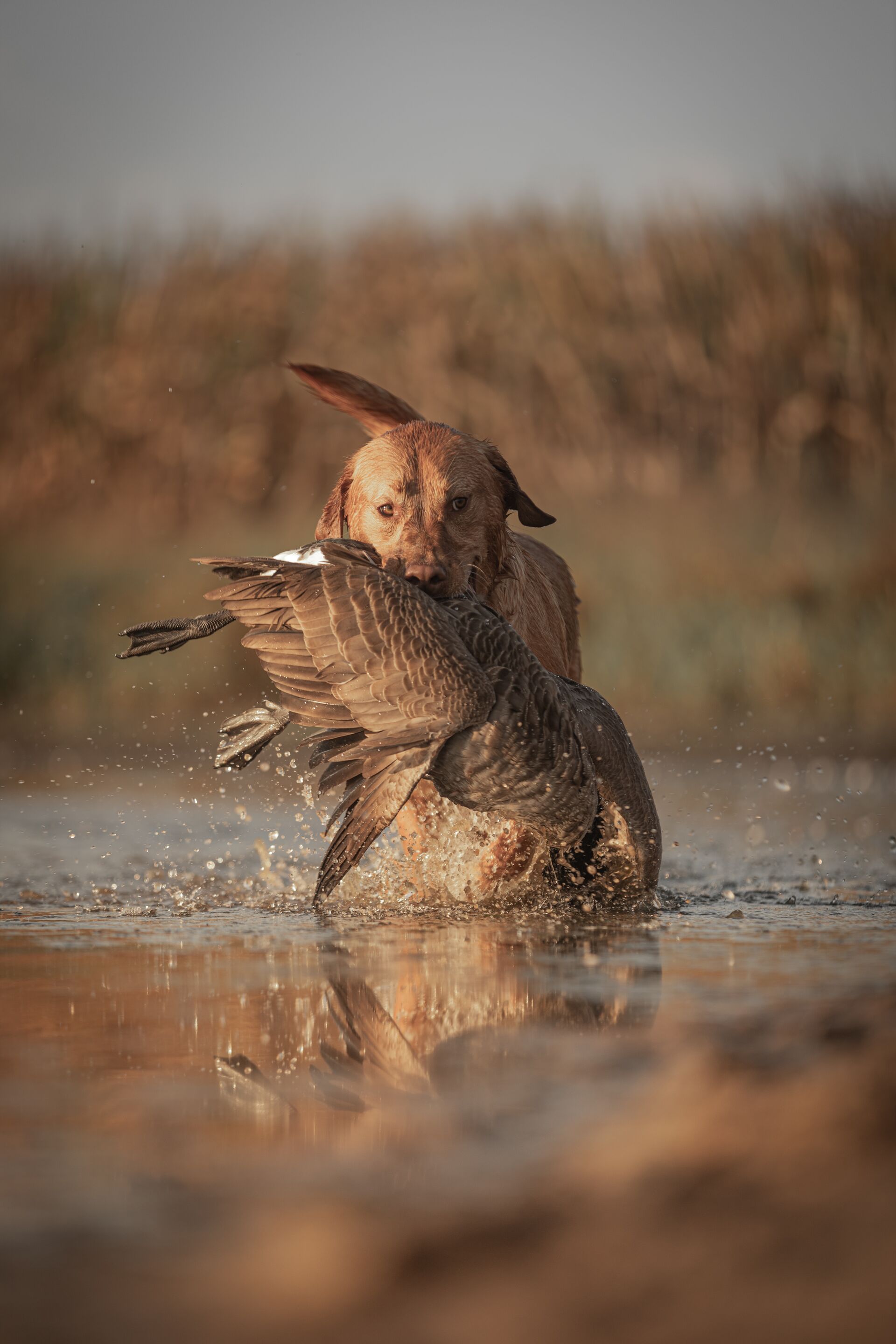 Dog carries retrieved duck in the water, CA hunting license costs concept. 