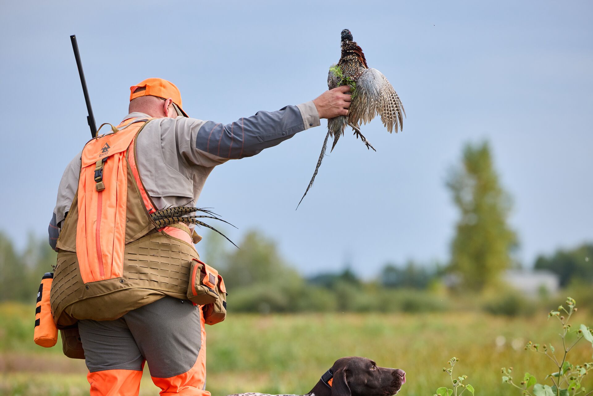 Hunter in blaze orange hold pheasant during hunt, cost of a California hunting license concept. 
