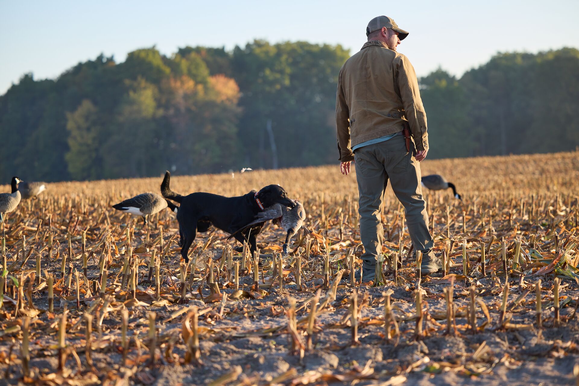 Hunter with dog carrying goose in field during hunt, CA hunting license cost concept. 