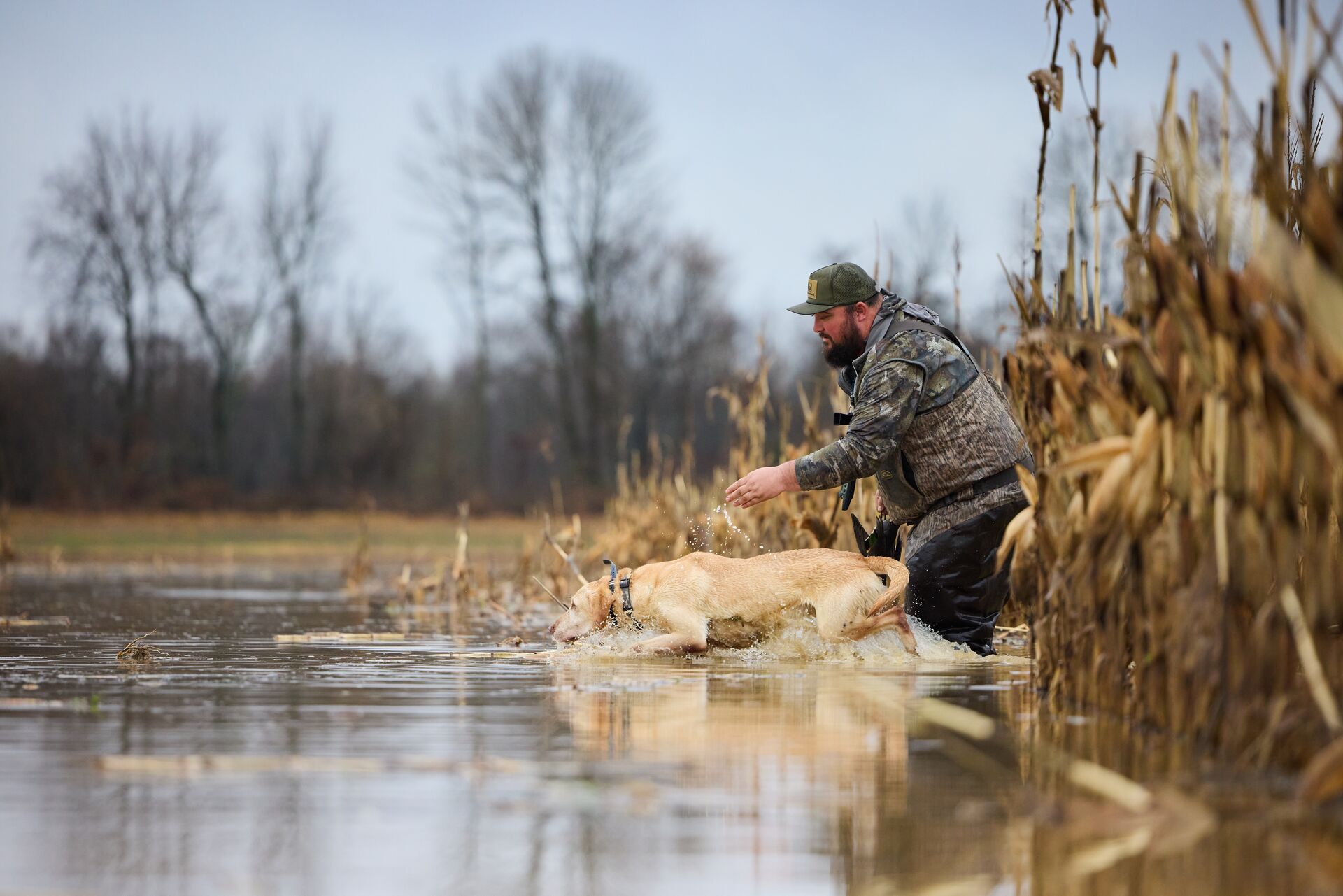 Hunter releases dog into water to retrieve waterfowl during hunt, Georgia hunting license cost concept. 