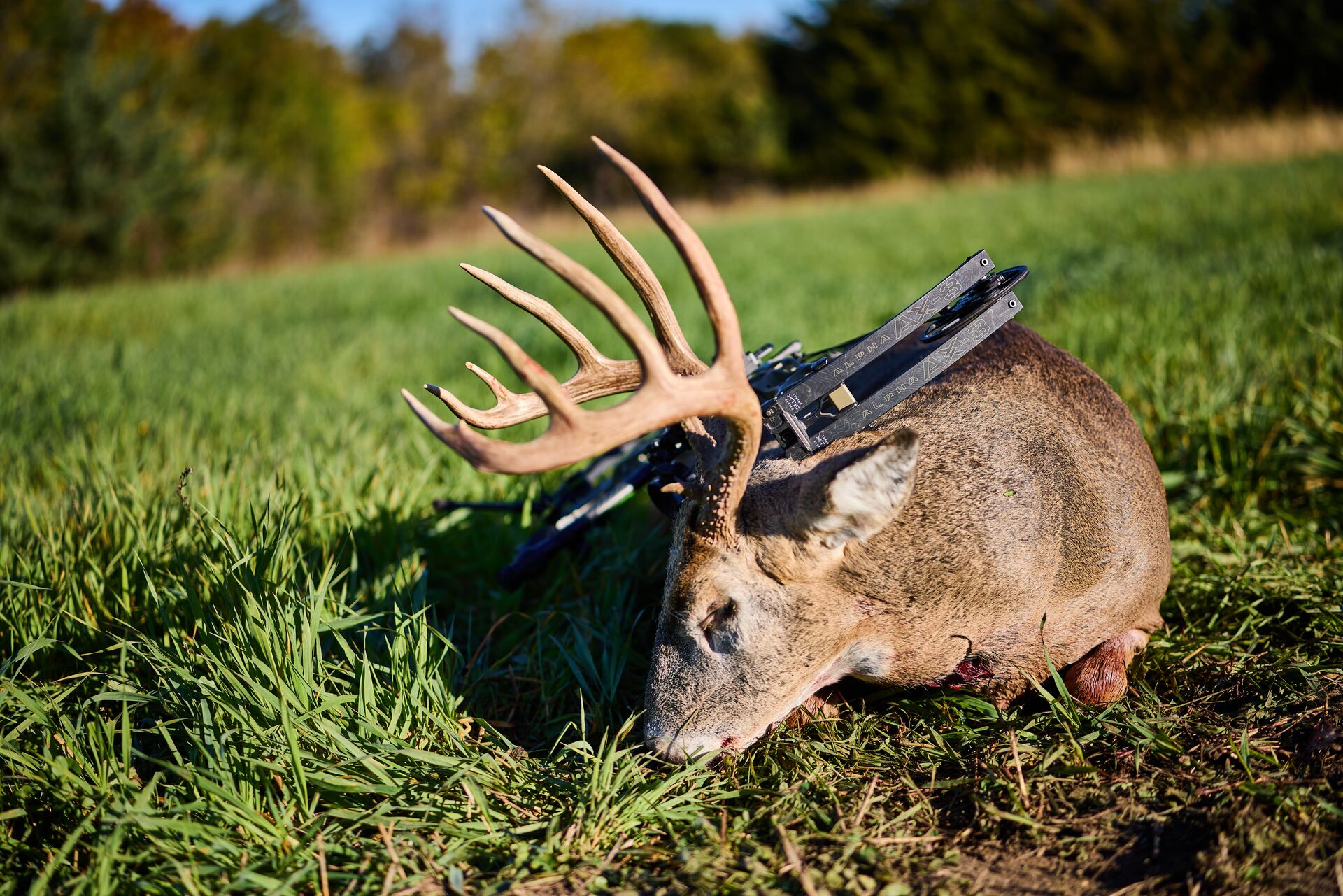 Bow lays on buck deer on the ground after hunt, Minnesota hunting license cost concept.