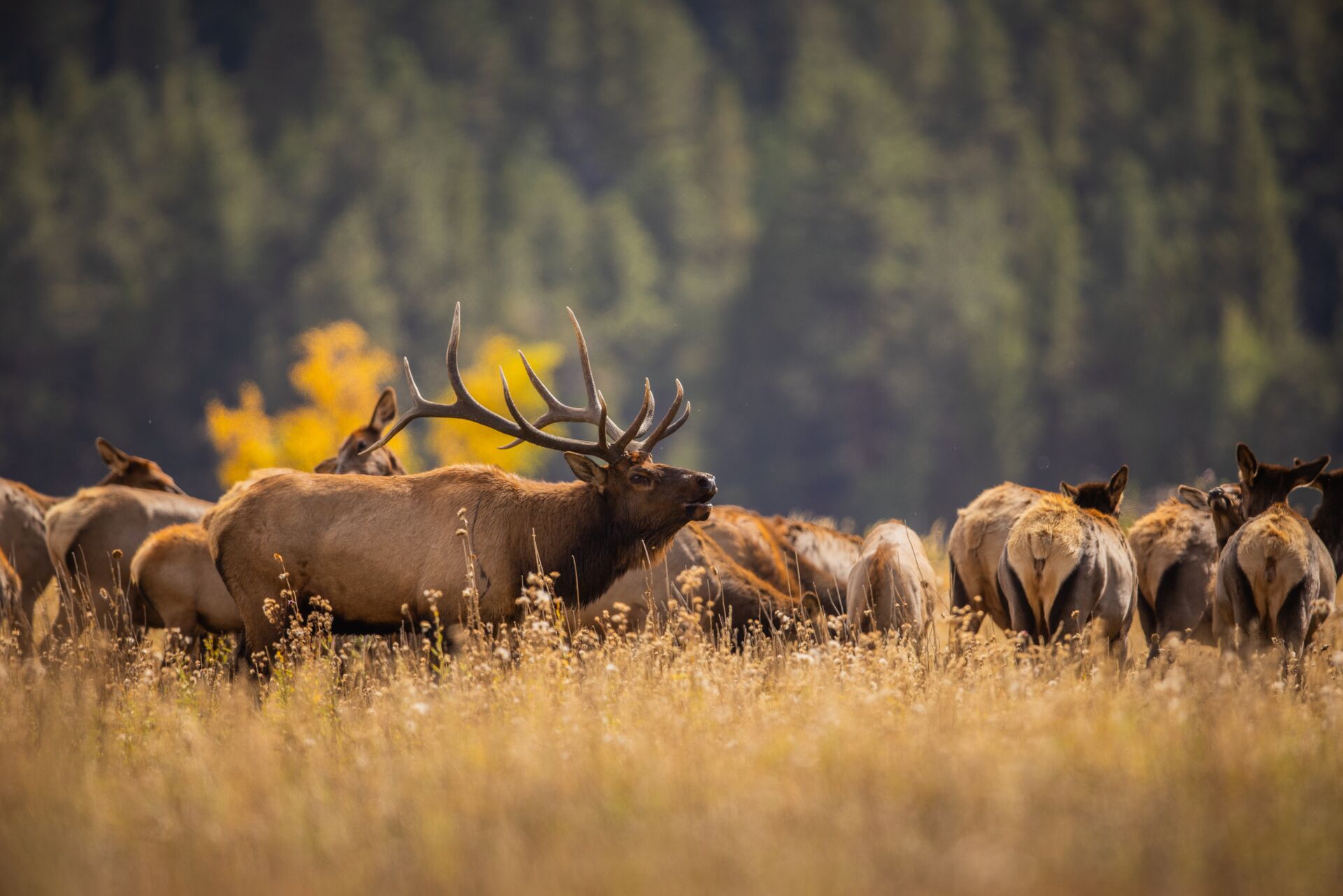 Large bull elk bugles near herd, hunting license in Minnesota concept.