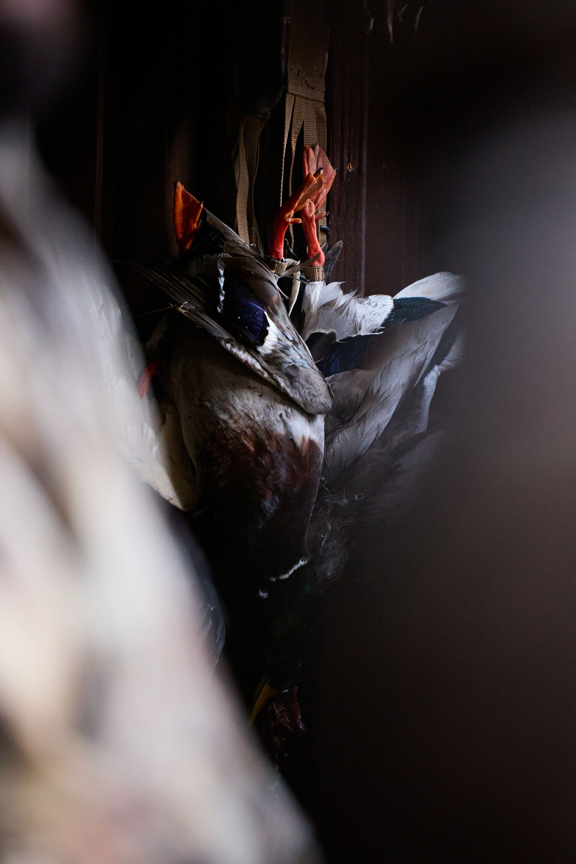 Ducks hang in duck blind during hunt, MN hunting license costs concept.