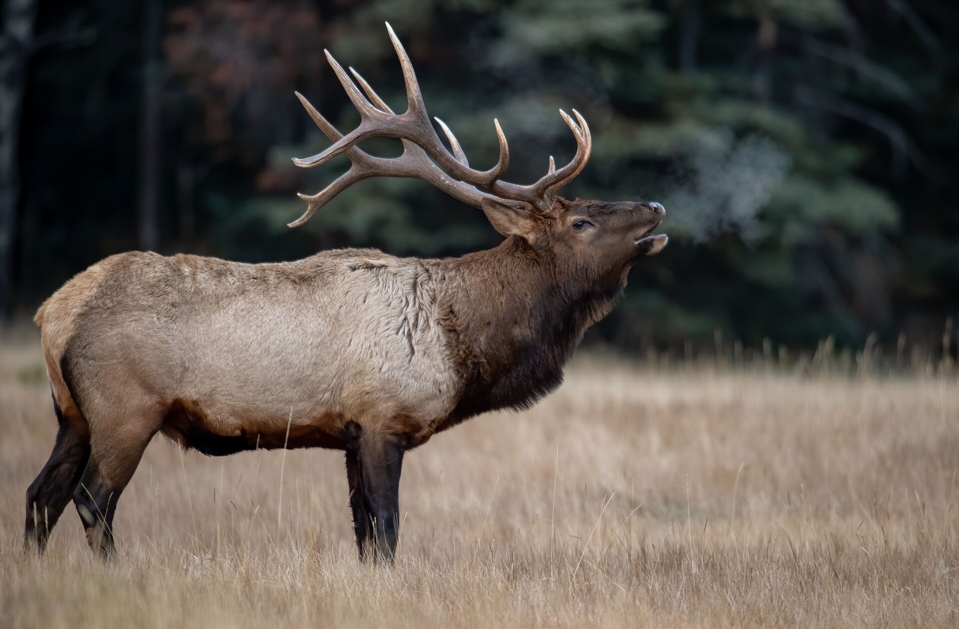 Large bull elk bugles in a field, Montana hunting license cost concept. 