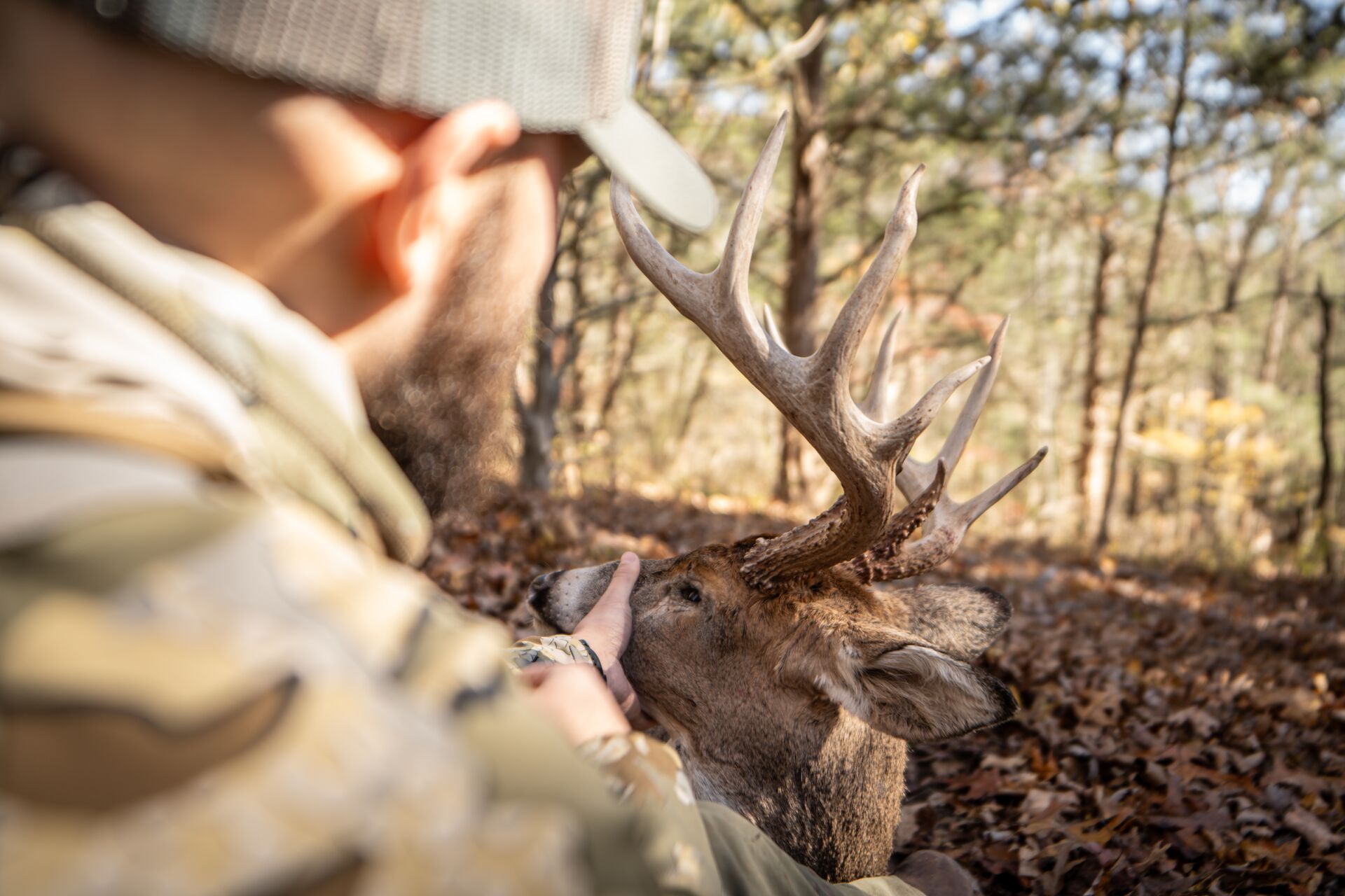 Over the shoulder view of hunter with buck deer on the ground after hunt. 