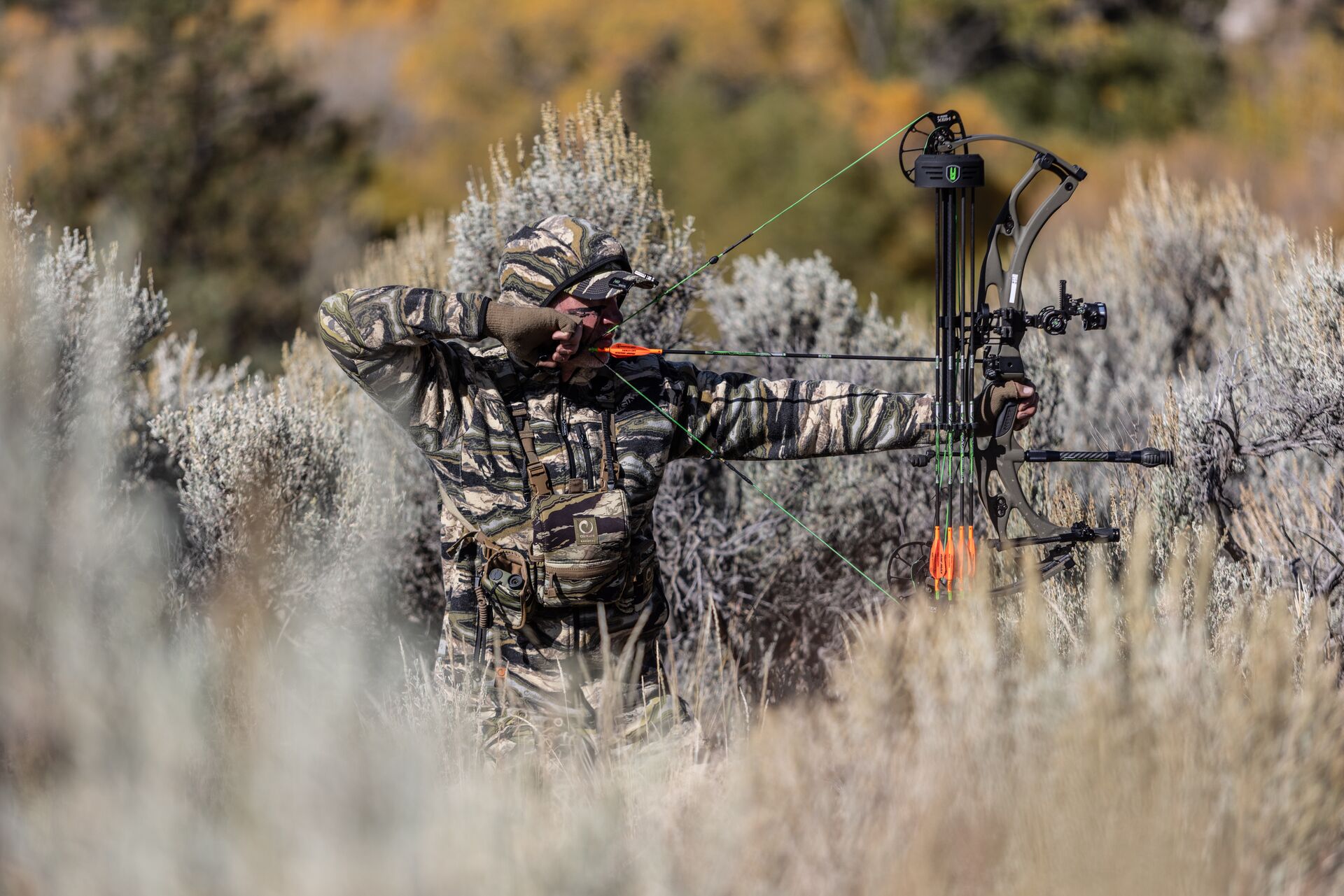 Hunter draws a bow while in the brush, Colorado hunting license cost concept. 