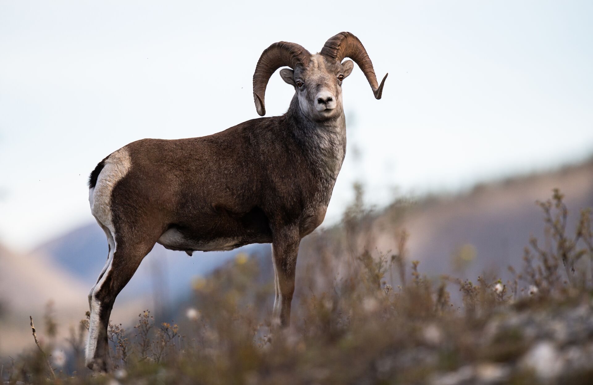 Bighorn sheep on a mountain, how much does an Colorado hunting license cost concept. 