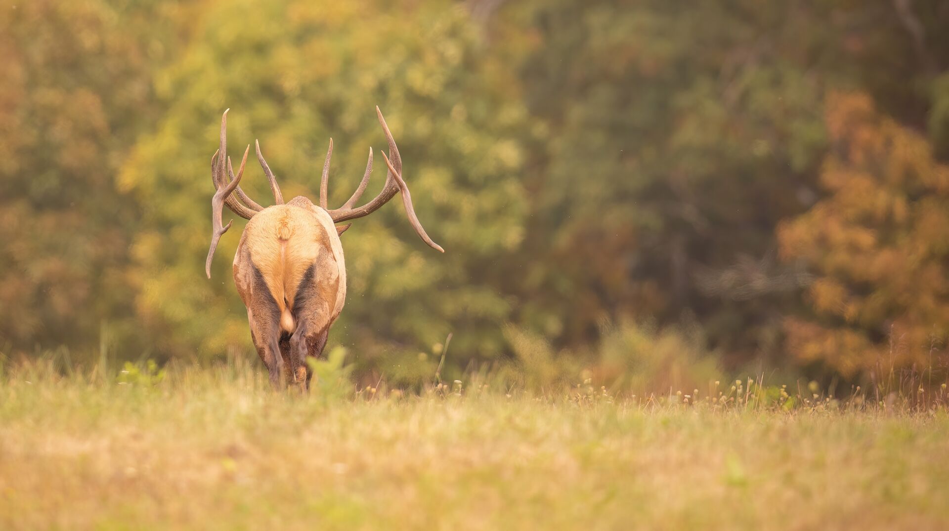 Bull elk walks away in a field, cost of Colorado hunting license concept. 