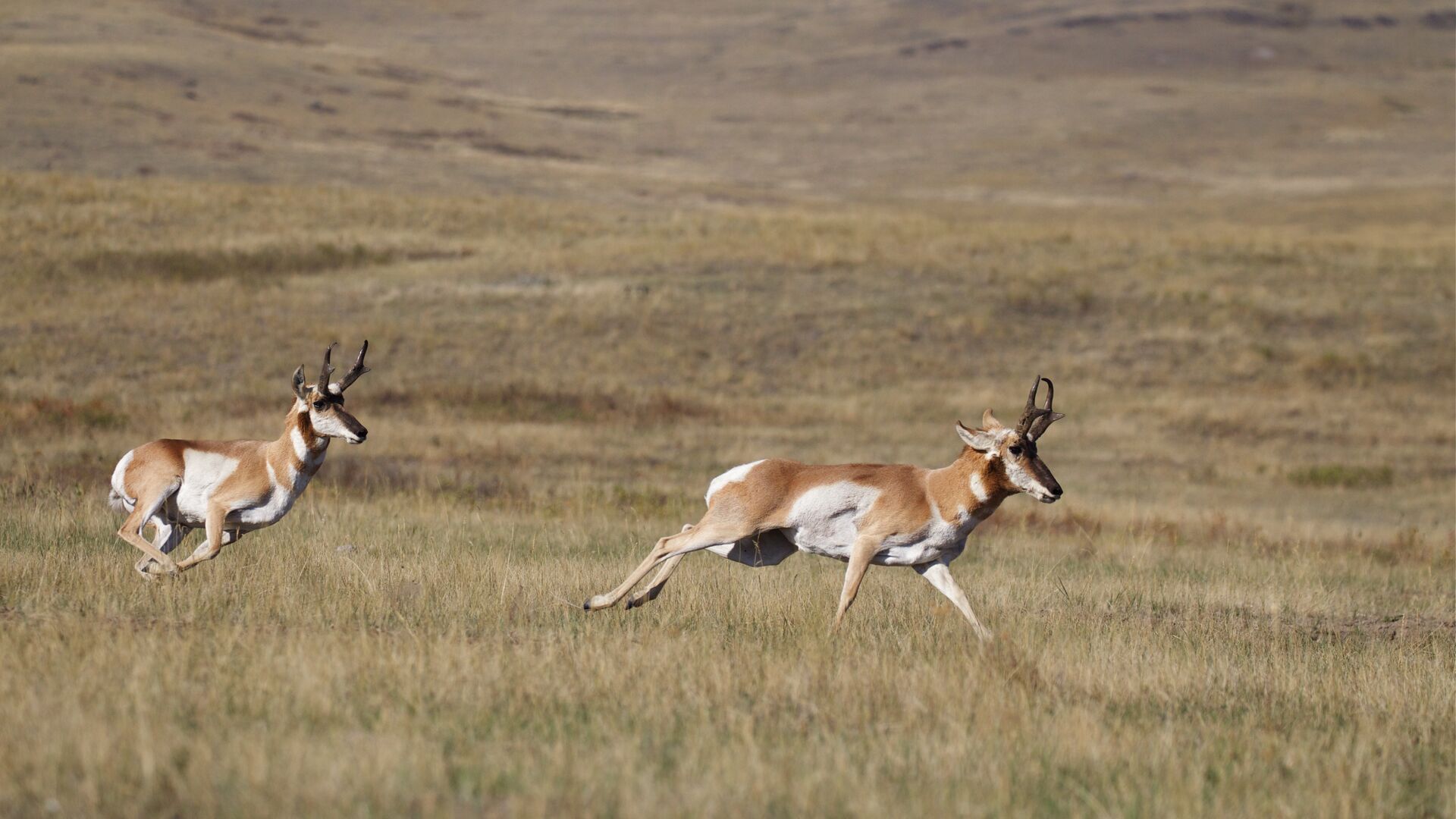 Two running pronghorns in a field, cost of Arizona hunting license concept.