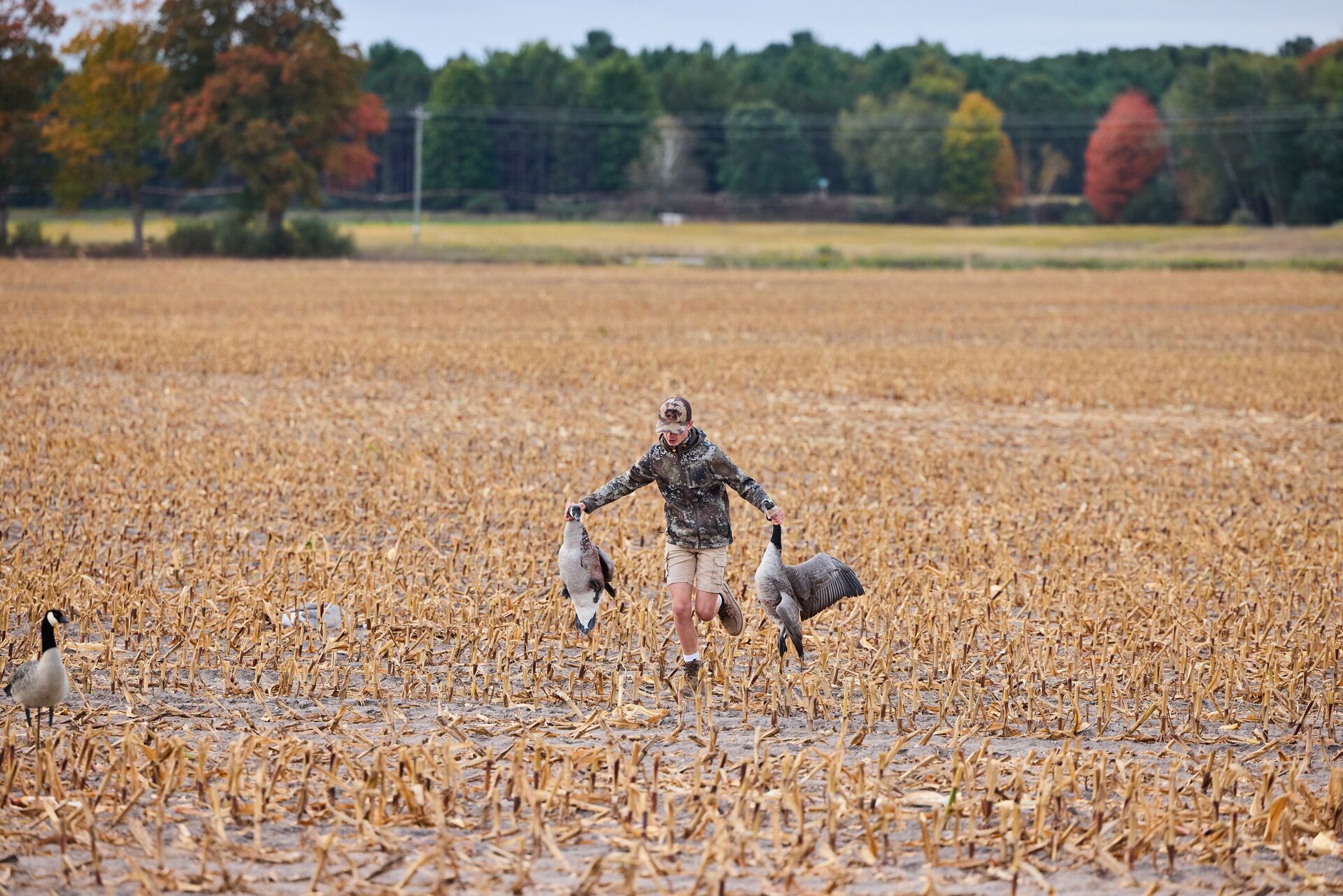 Boy carries geese in from field after hunt, Missouri hunting license cost concept.