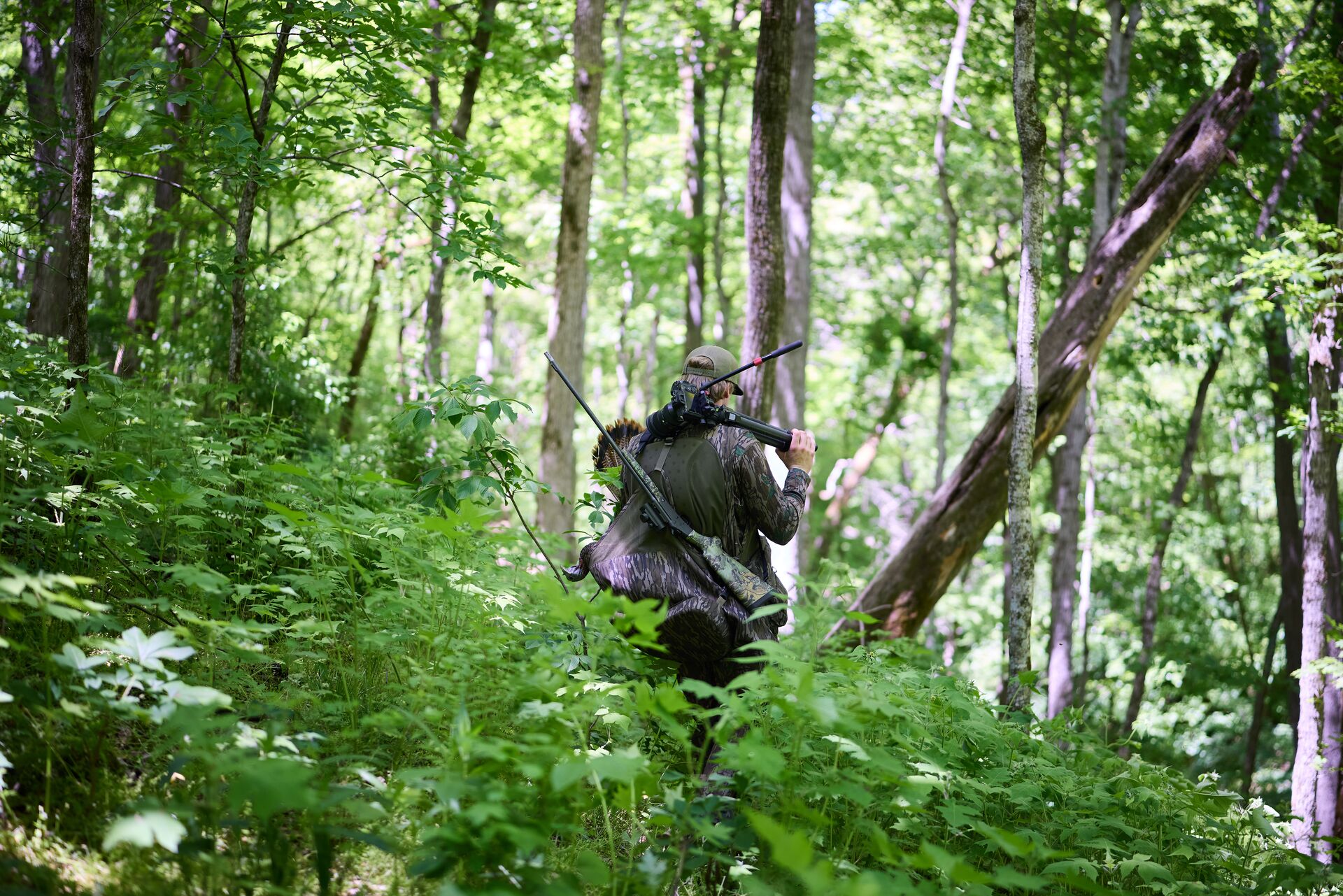 Hunter walks through woods with turkey hunting gear, cost of Missouri hunting license concept.