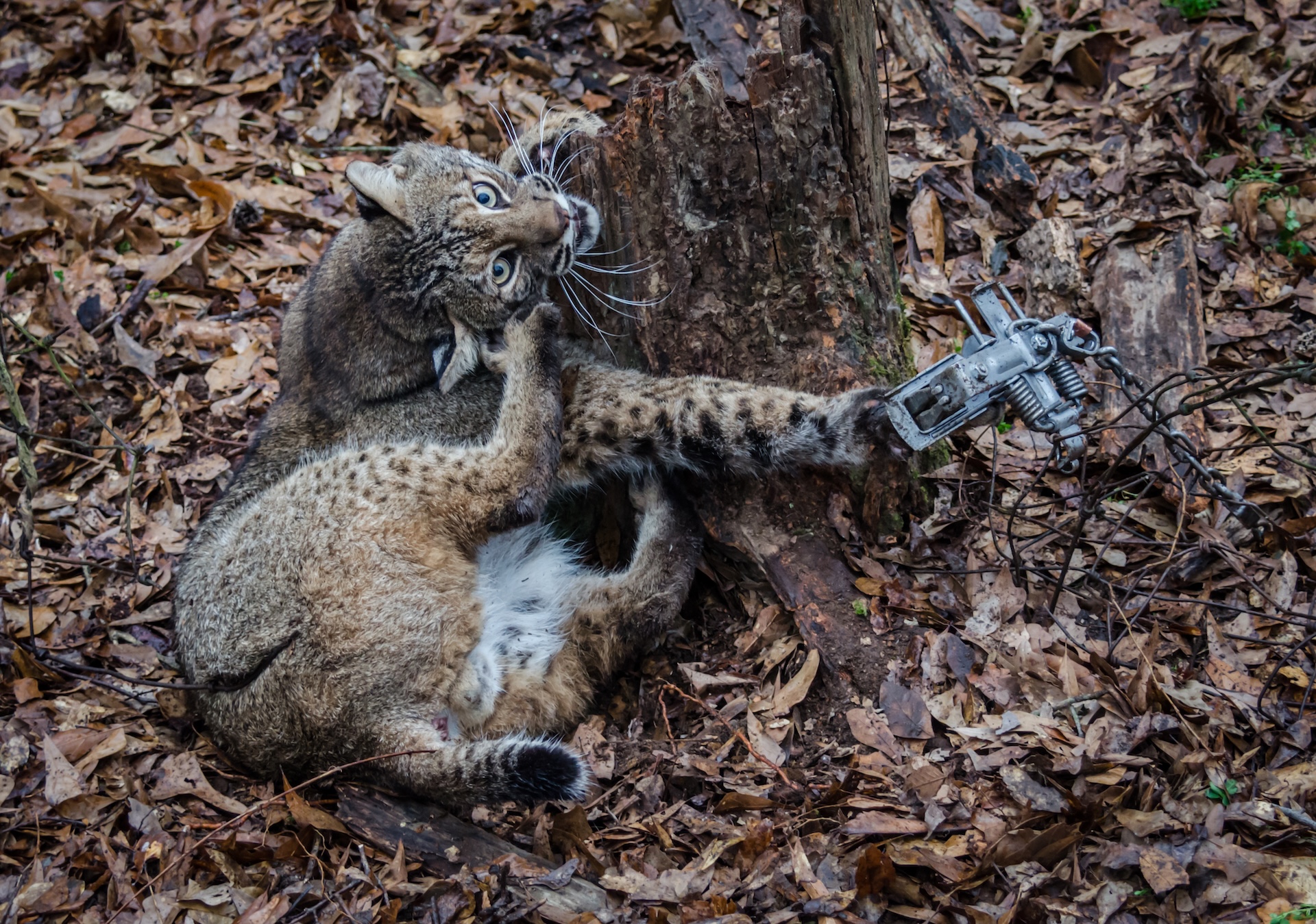 Bobcat caught in a trap around a tree, cost of Iowa hunting license concept. 