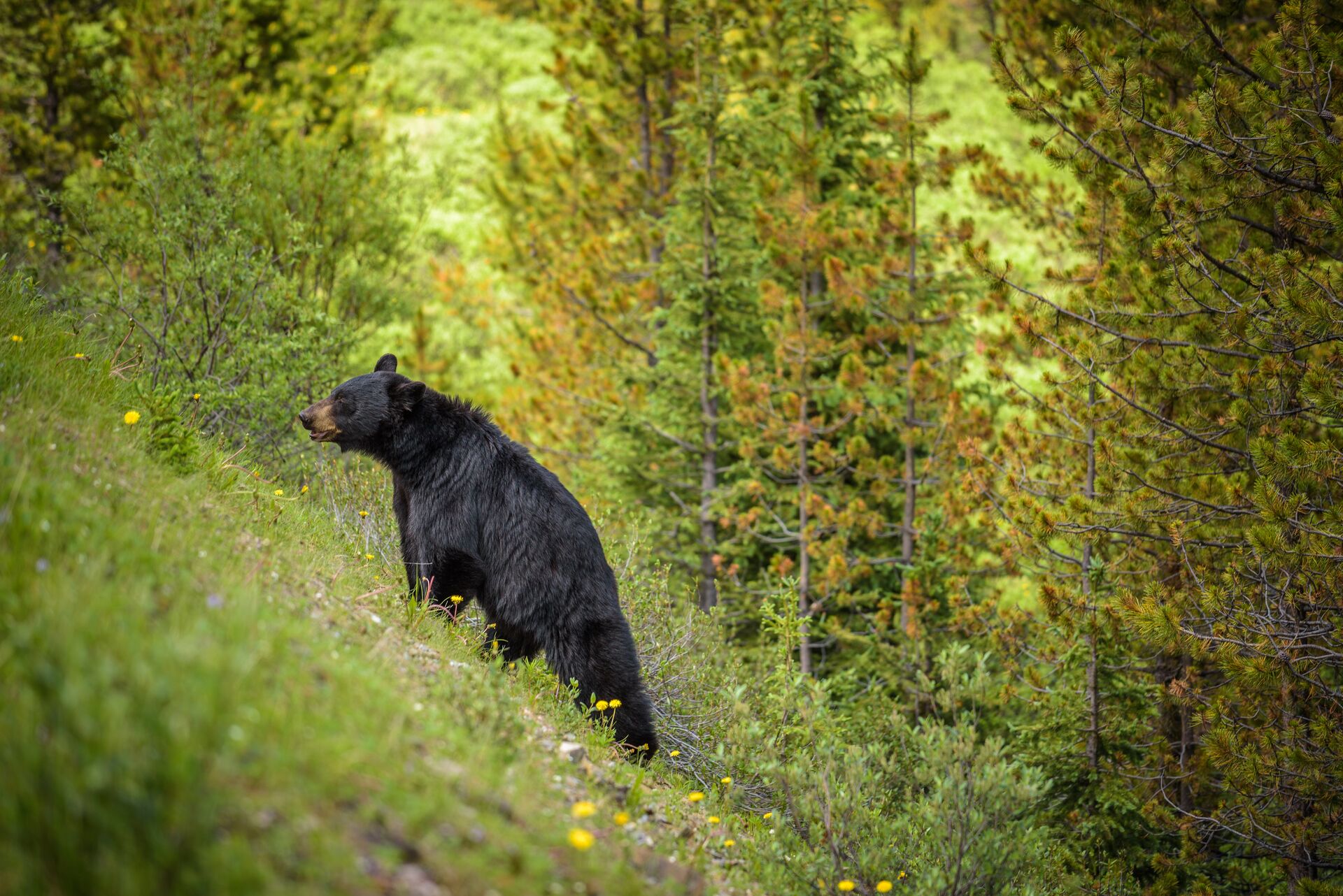 Black bear on a hillside, Washington hunting license concept. 