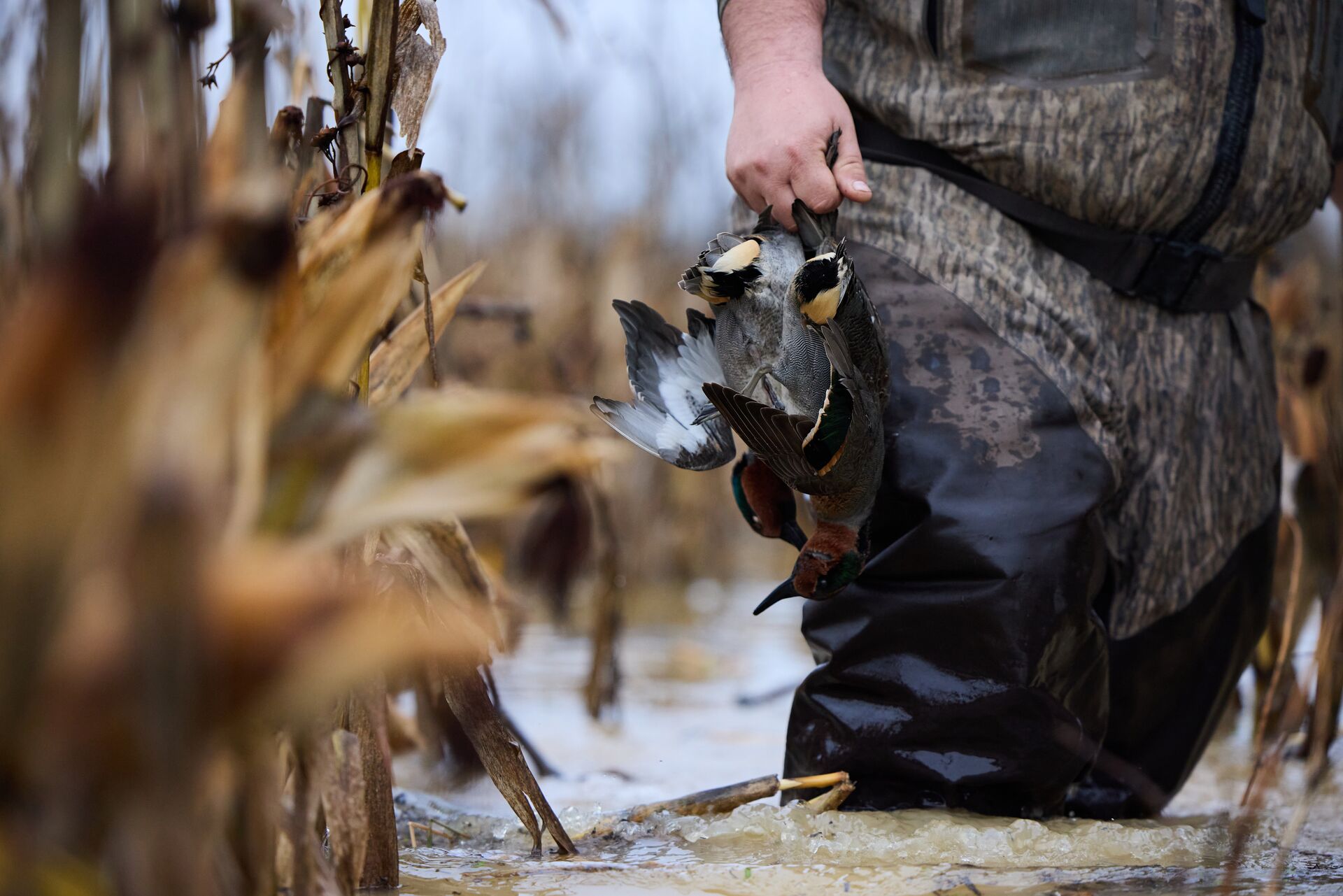 Close-up of a hunter holding a duck in the water during hunt, cost of Washington hunting license concept. 