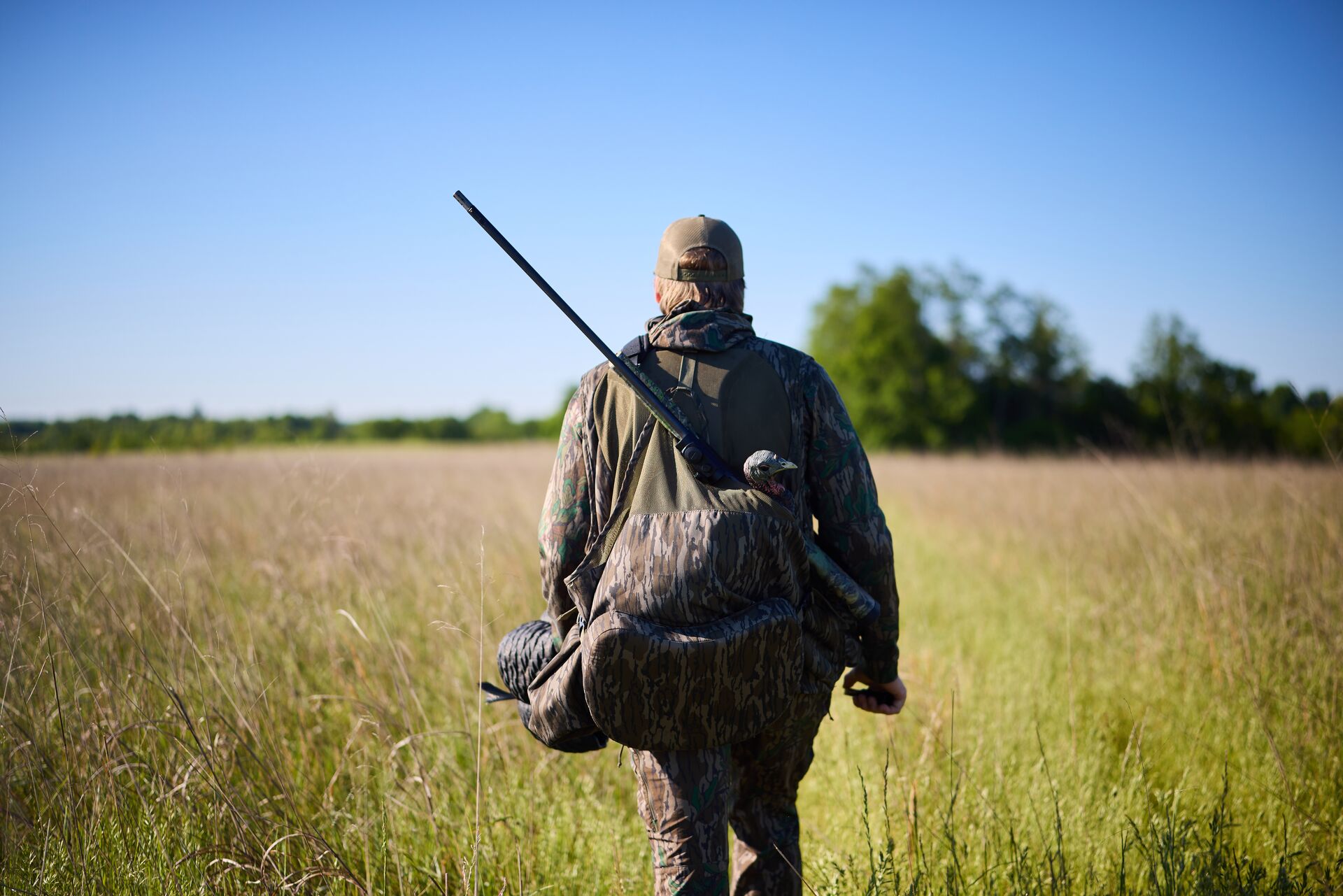 Back view of hunter carrying turkey gear and decoy, cost of Kentucky hunting license concept. 
