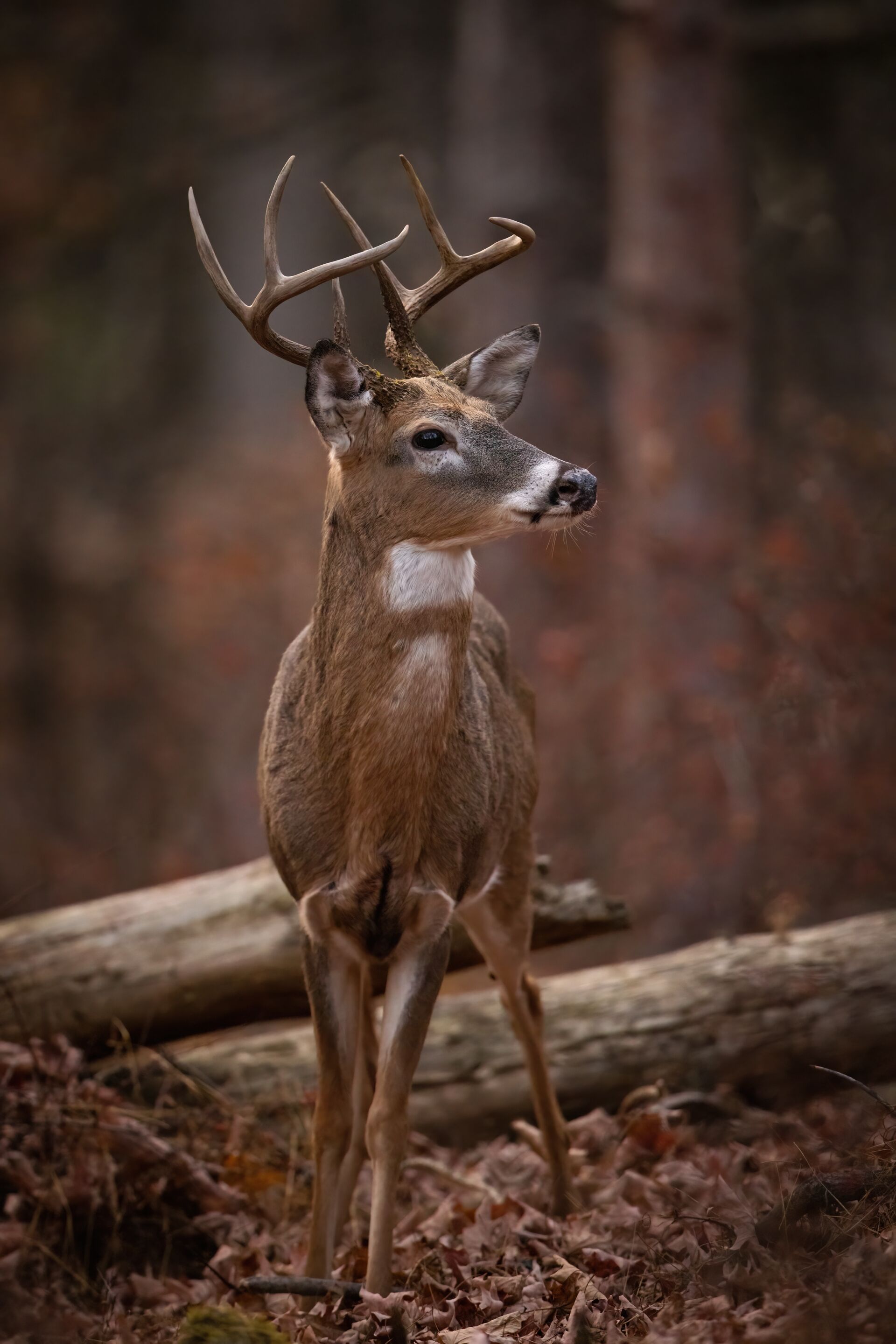 Close-up of a deer standing in the woods, Wyoming deer hunting concept. 