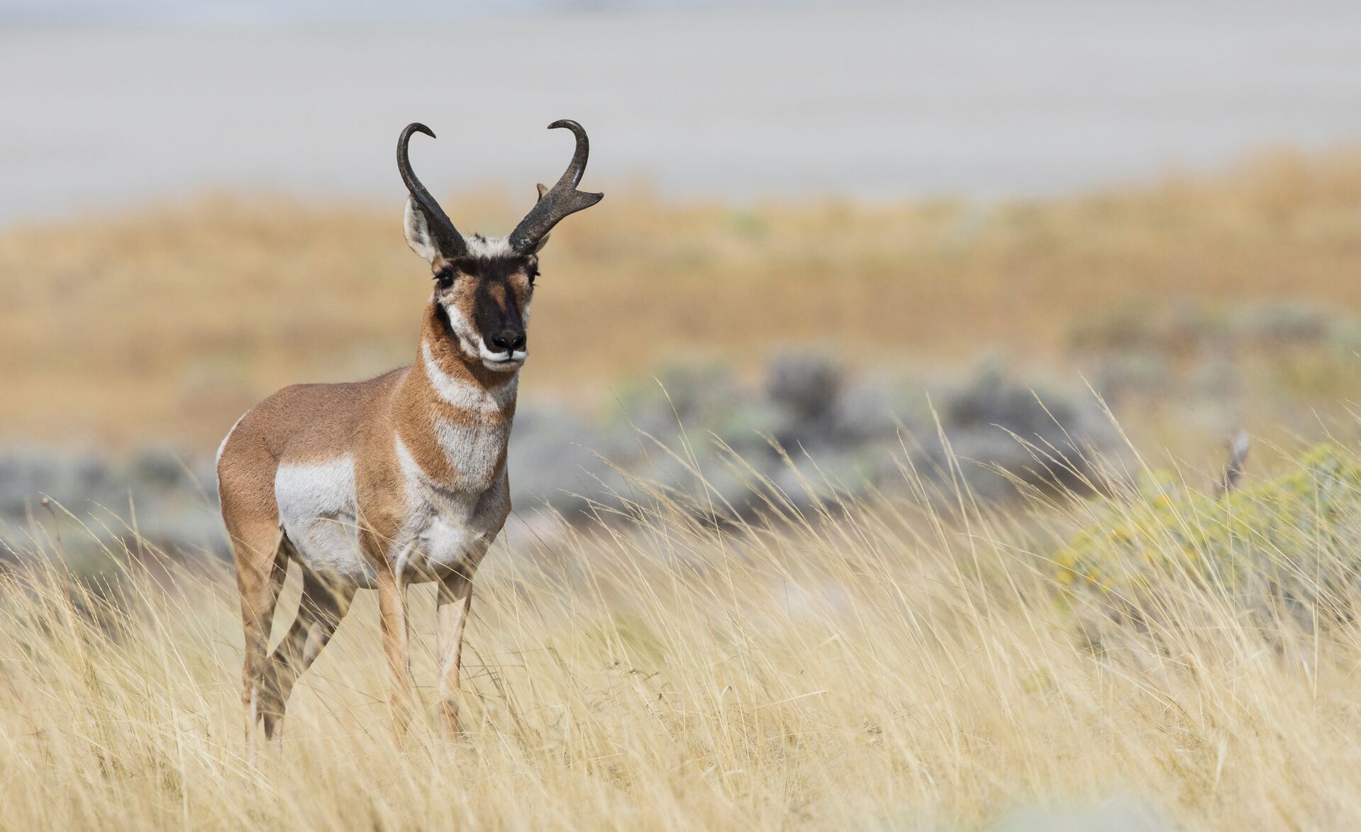 Pronghorn antelope buck in a field, cost of Wyoming hunting license concept. 
