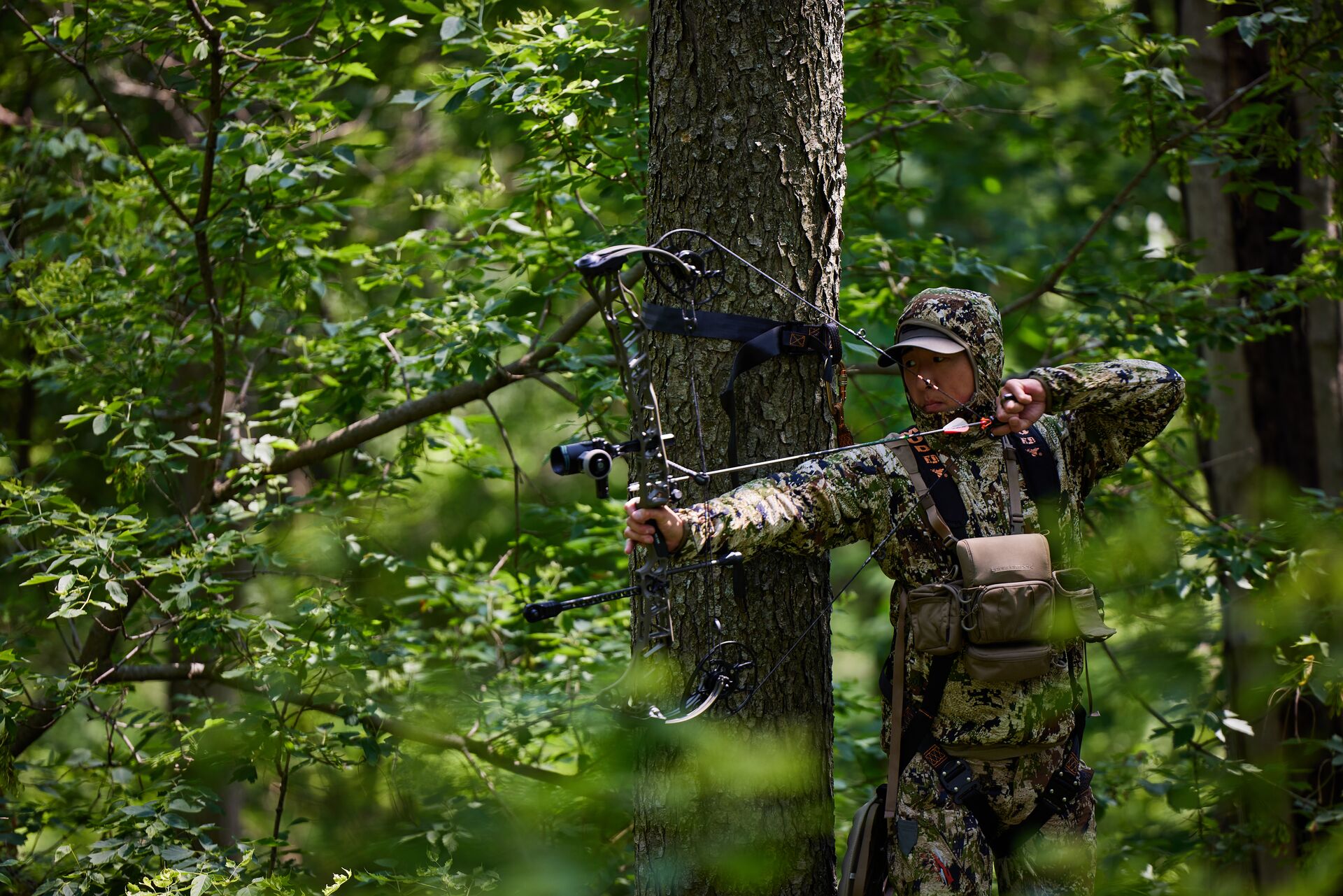 Hunter in tree draws bow, how much does a Louisiana hunting license cost concept. 