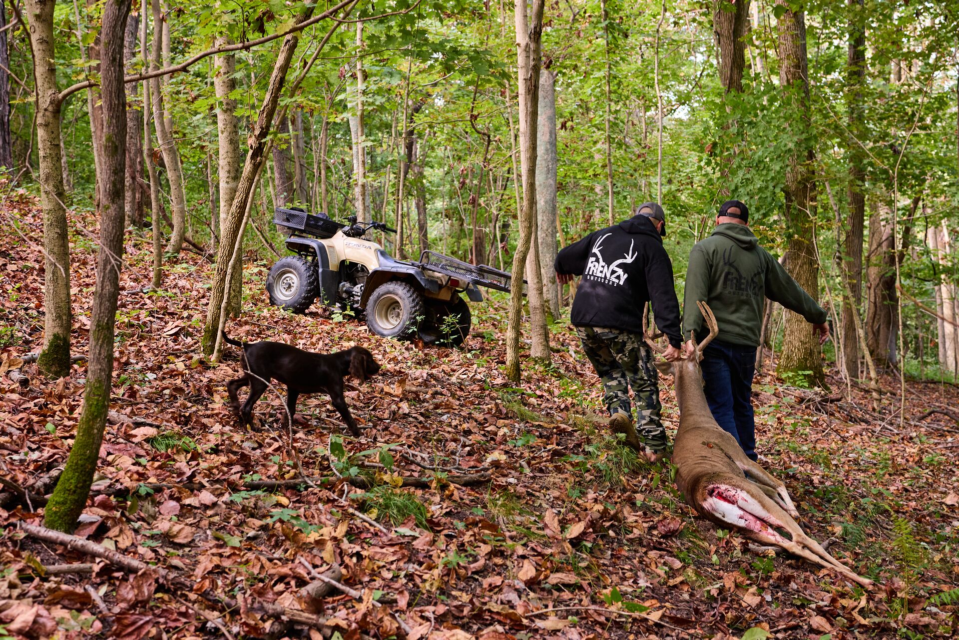 Two hunters drag deer to ATV in woods, cost of Louisiana hunting license concept. 