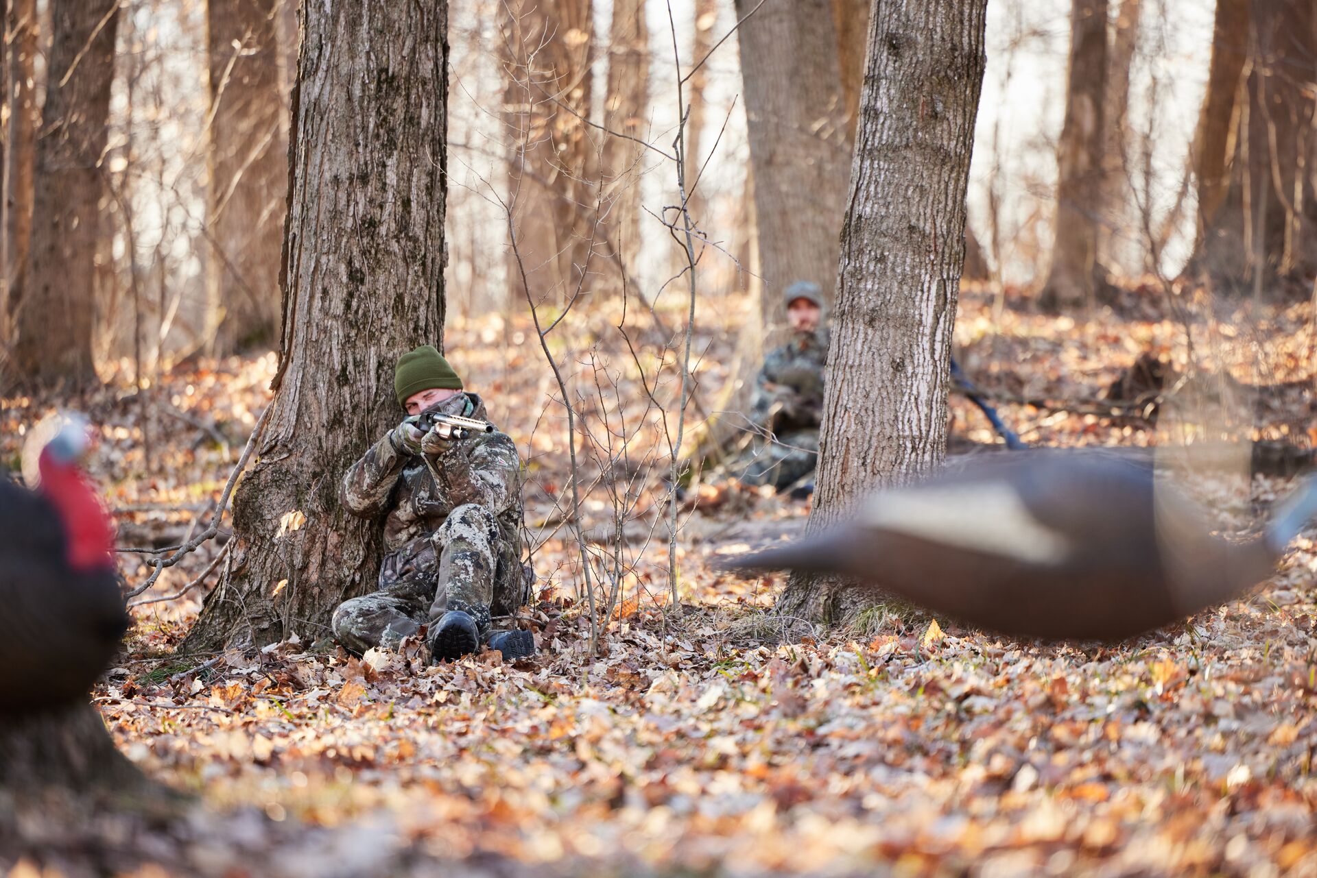 Hunter aims shotgun near turkey decoys in the woods, hunting license cost concept. 