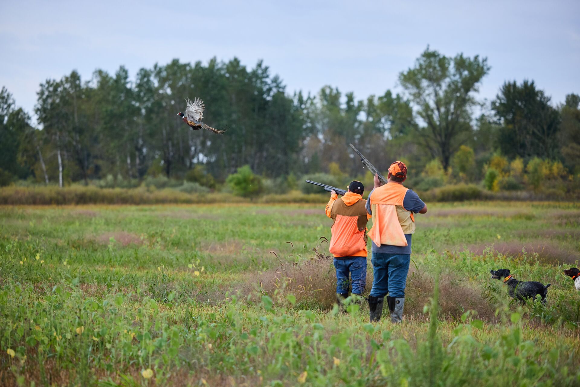 Hunters in orange aim at pheasant in flight, how much does a hunting license cost concept. 