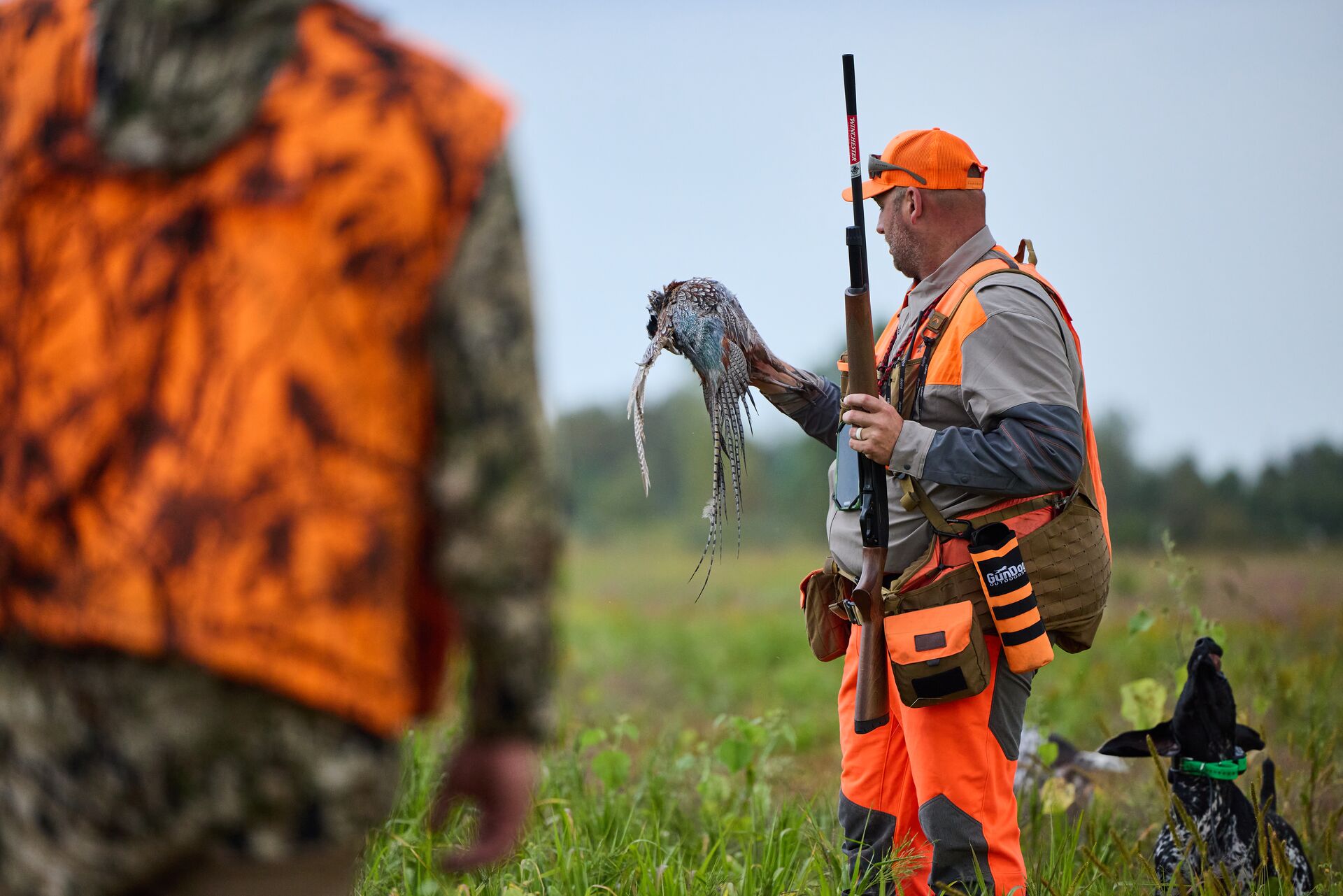 Hunter in blaze orange holds pheasant, where can i take the hunter safety course concept.