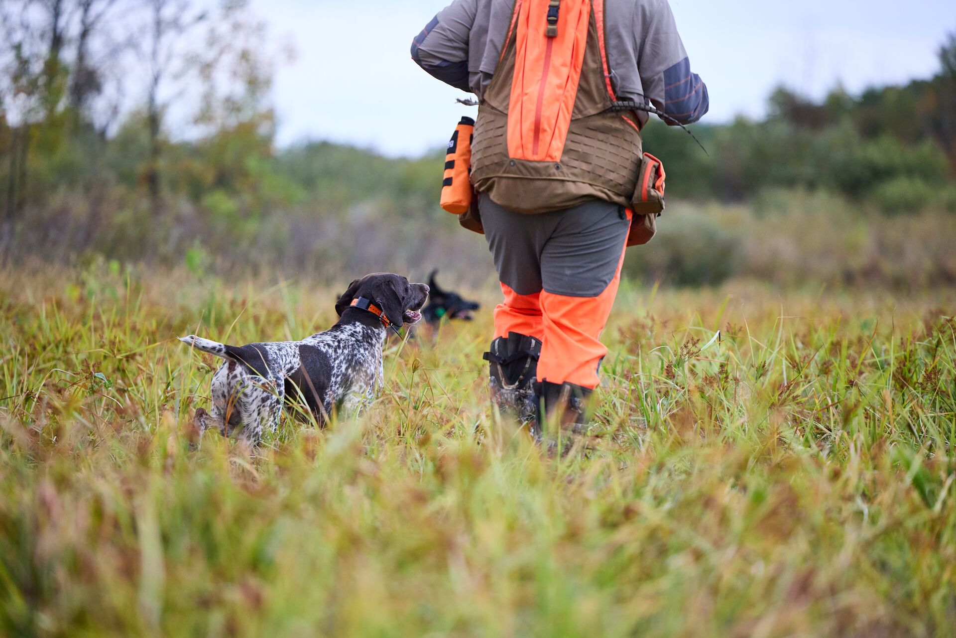 Hunter in blaze orange with dog in field, take a hunter safety course concept. 