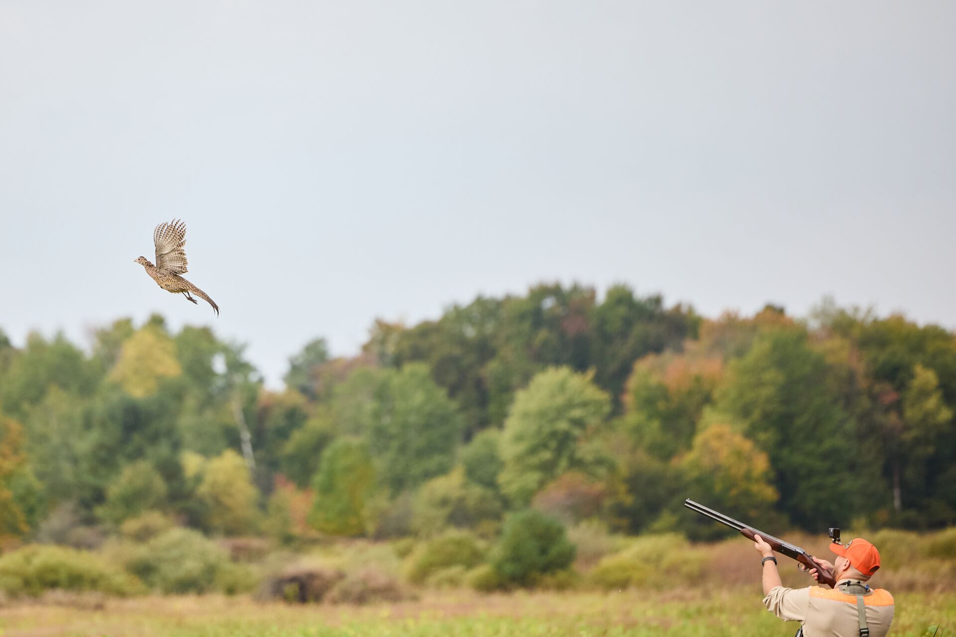 Hunter in orange hat aims shotgun at pheasant in flight, get an Illinois hunting license concept. 