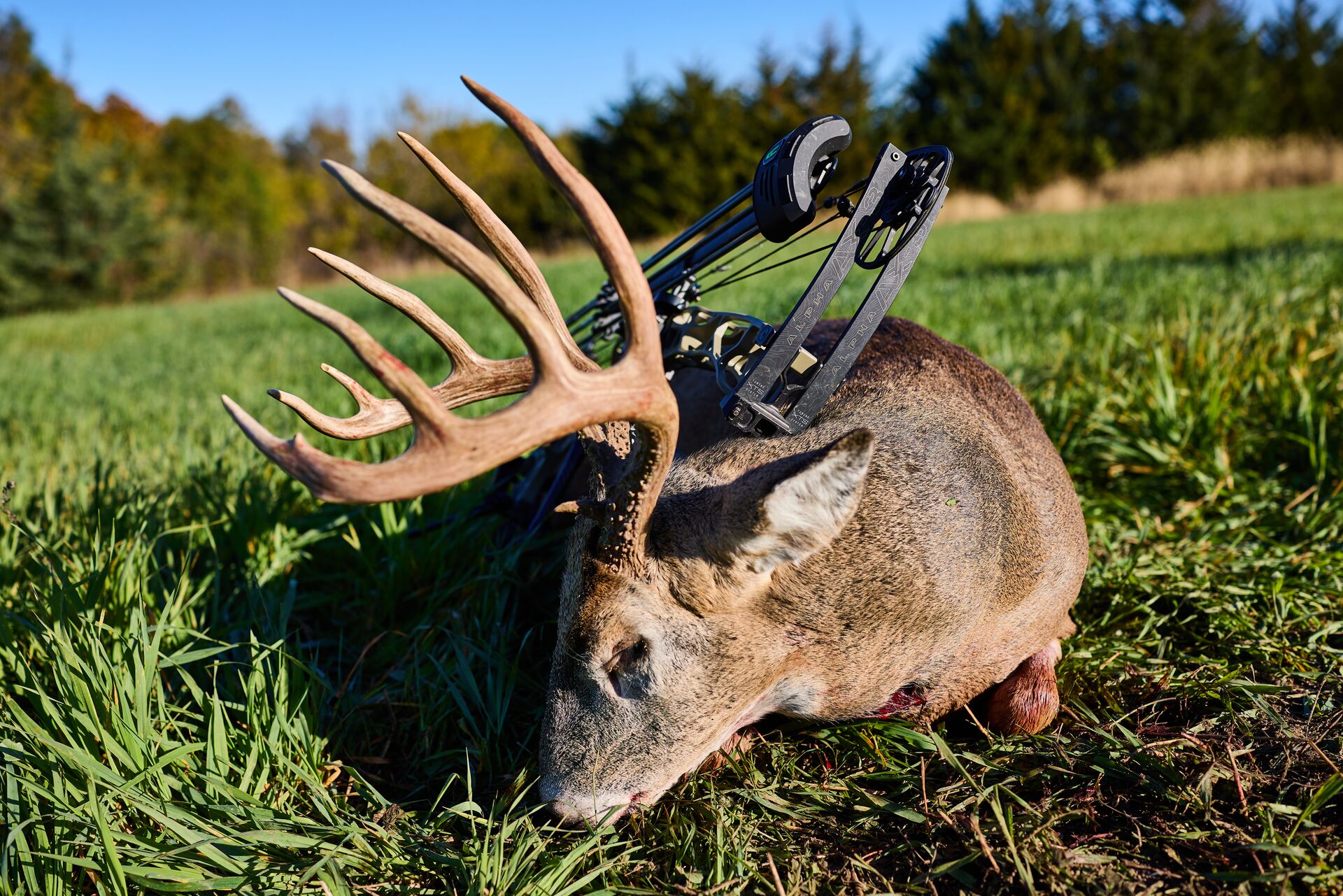Big buck with bow on the ground after hunt, hunting license and tags concept.