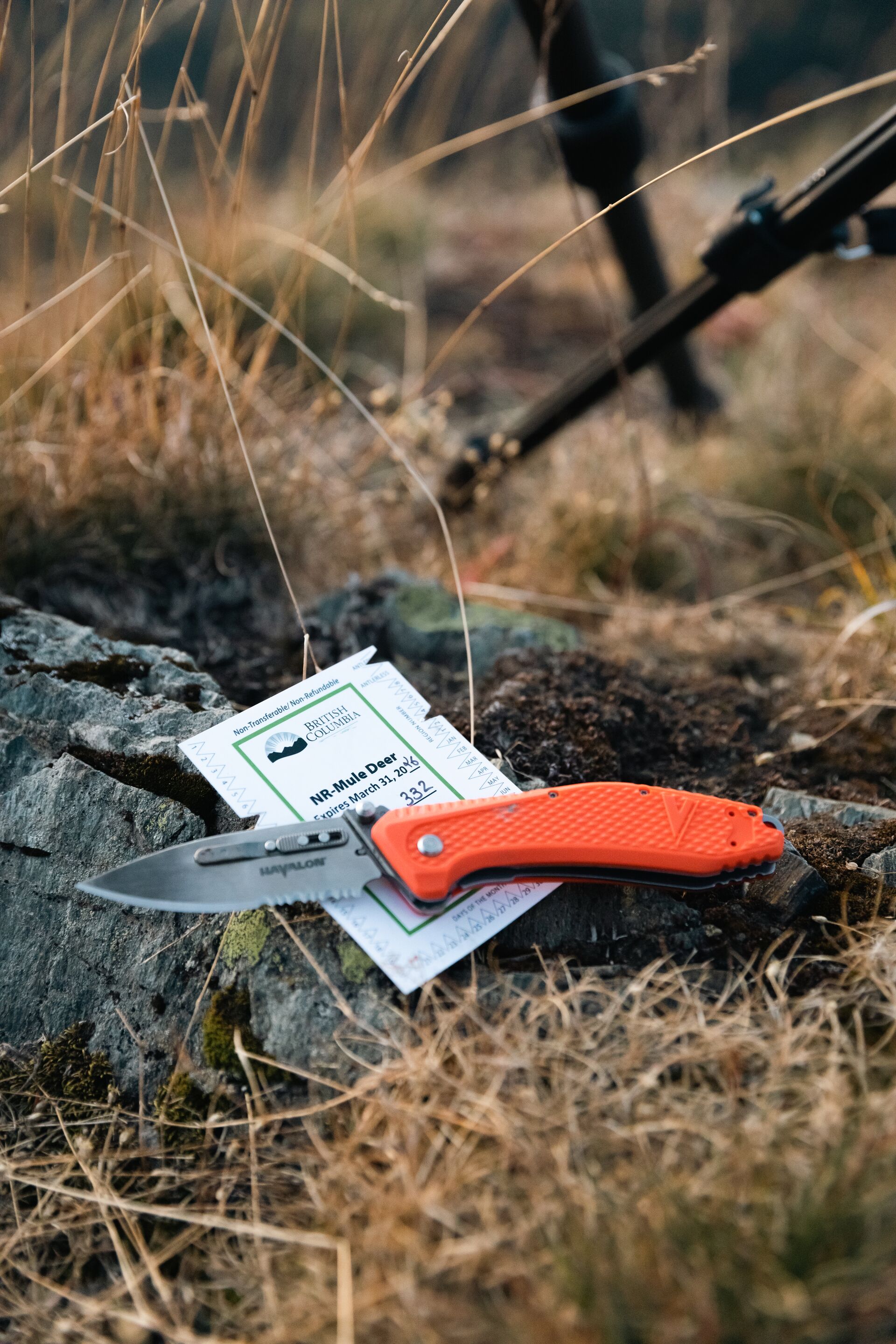 Knife rests on mule deer tag, how do hunting tags work concept.