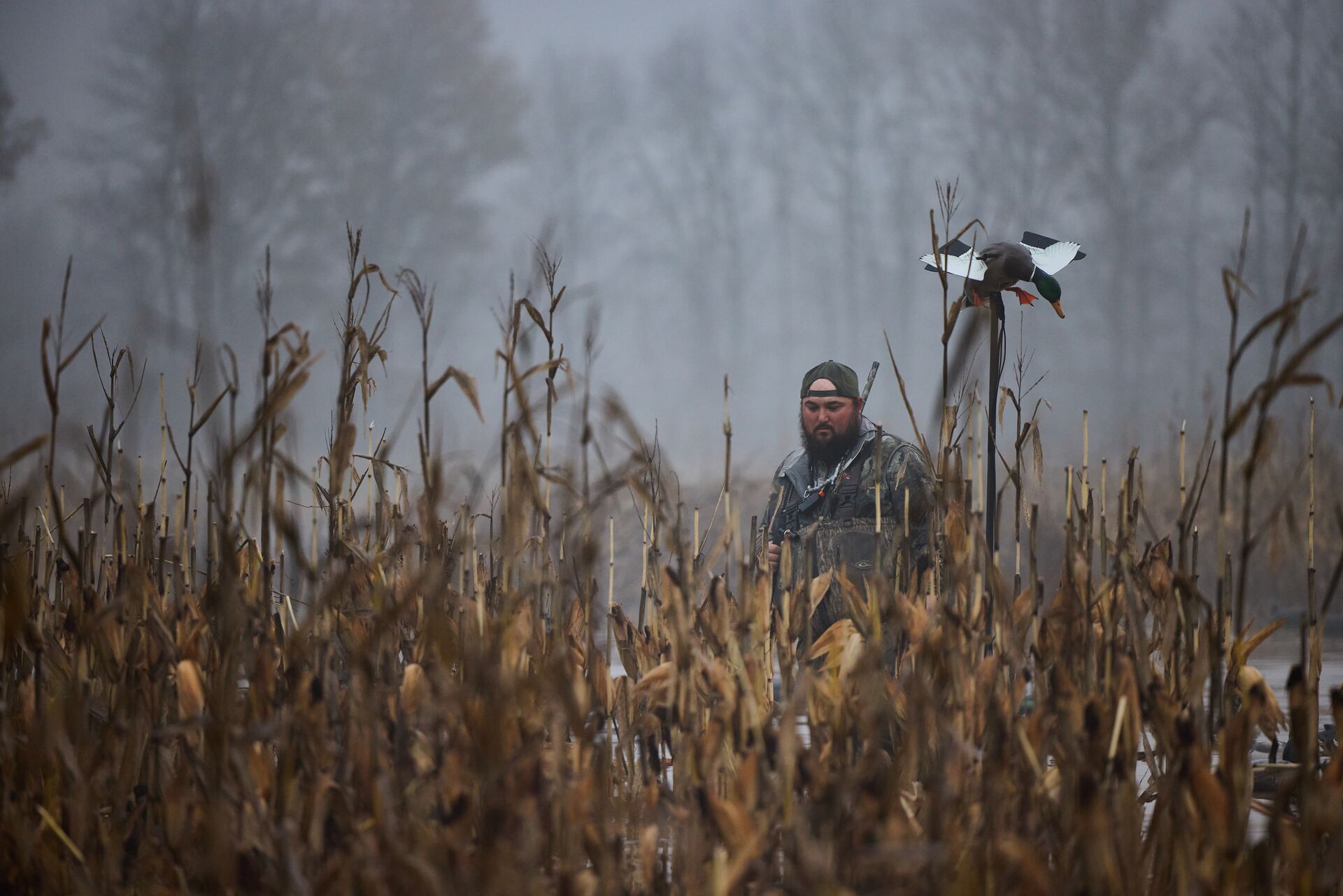 Duck hunter in tall reeds, take a hunter education course concept.
